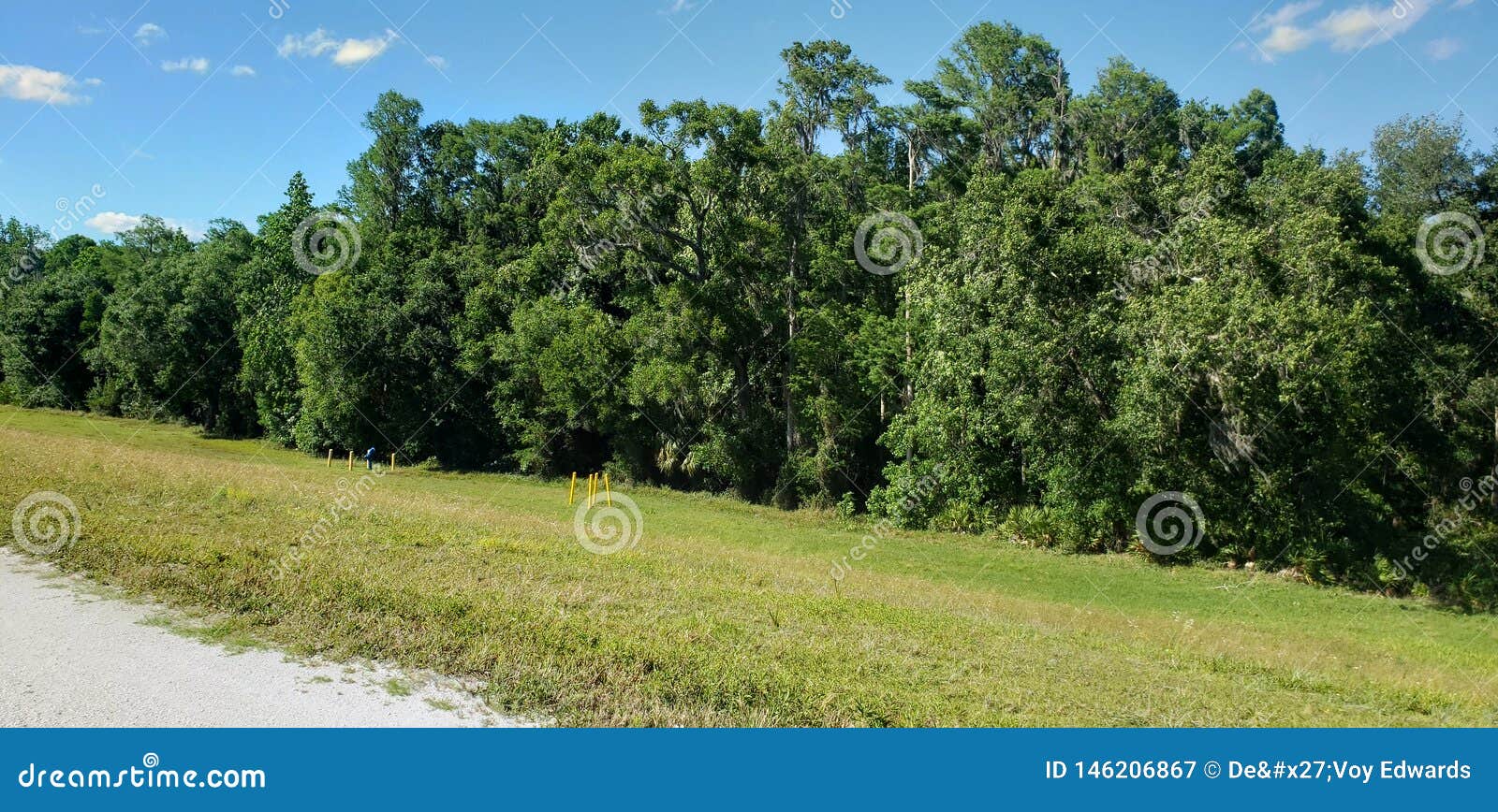 Luscious Trees and Plains stock image. Image of trees 146206867