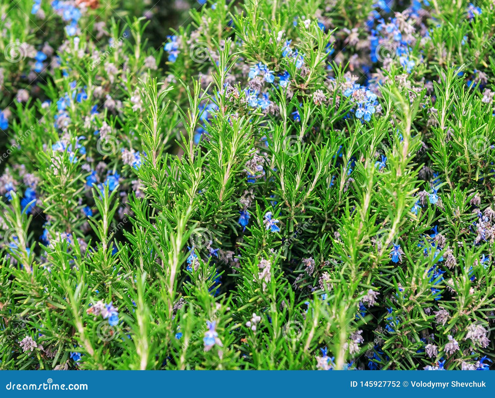 Lush blooming rosemary stock photo. Image of leaf, gardening 145927752