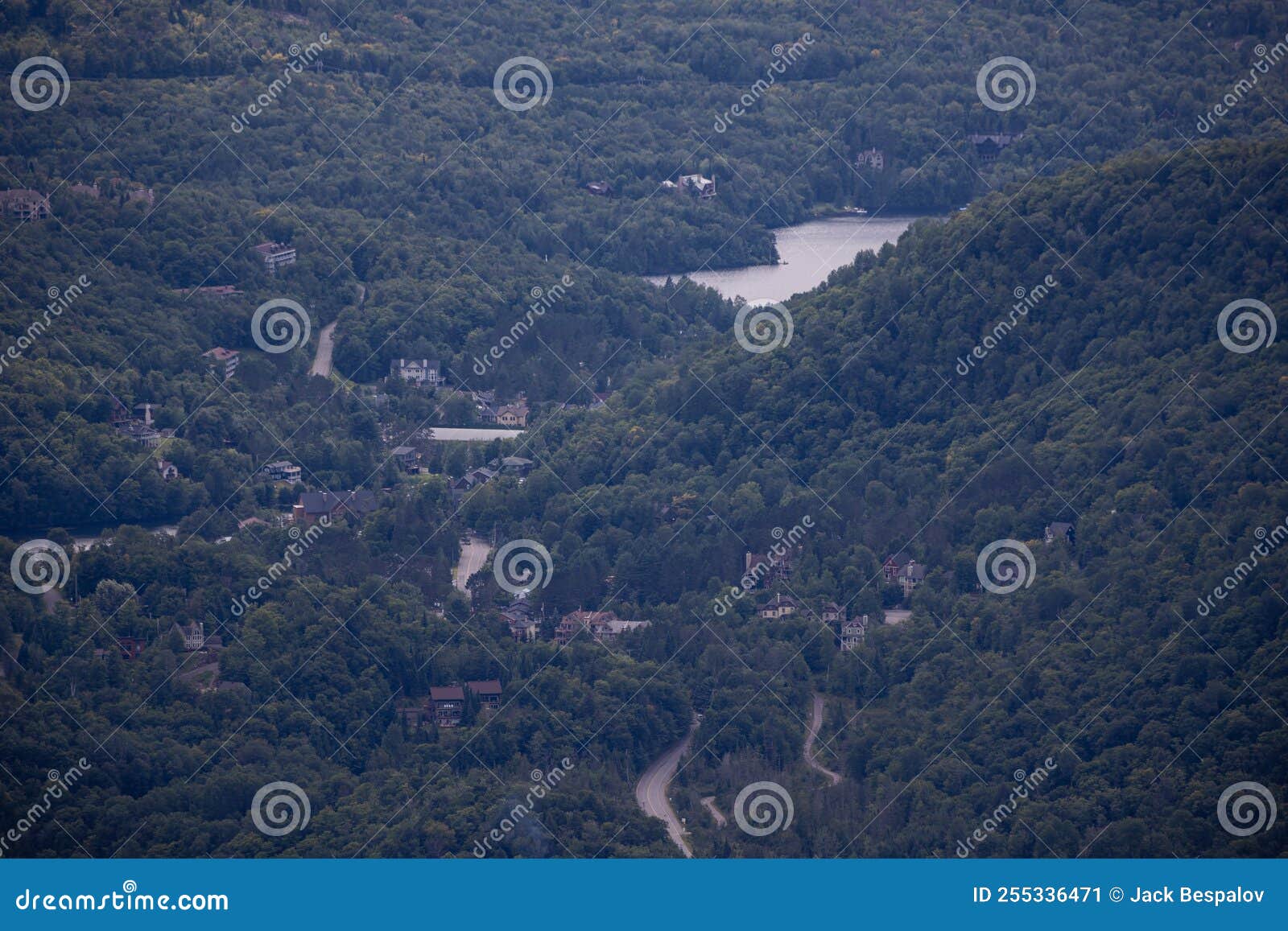 lush boreal forest panorama view from the top