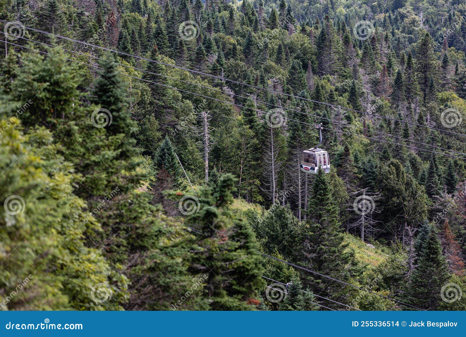 lush boreal forest panorama view from the top