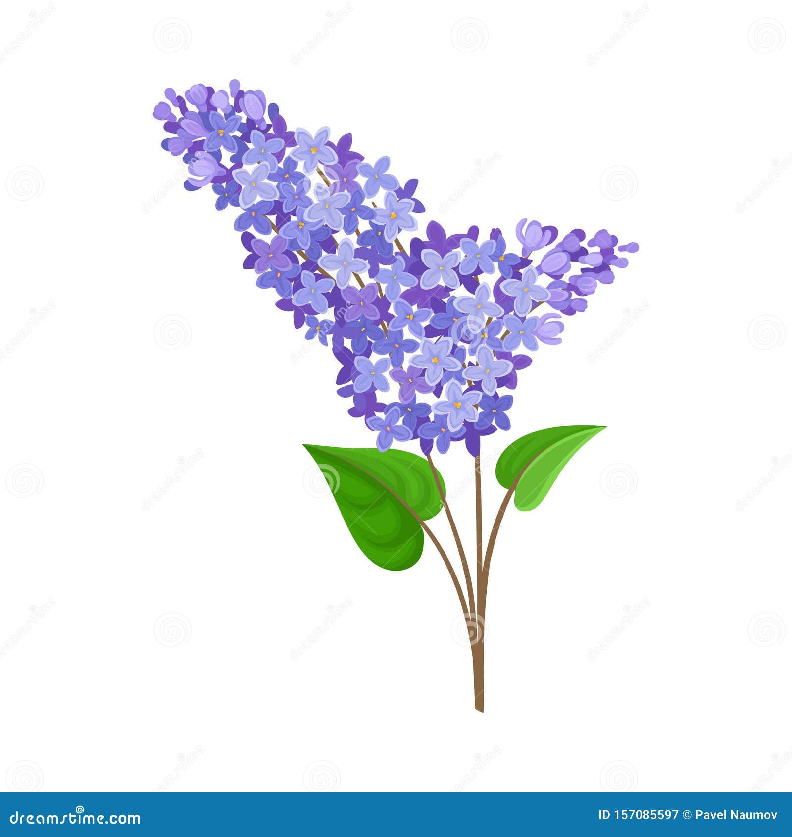 Lush Branch of the Blue Lilac. Vector Illustration on a White ...