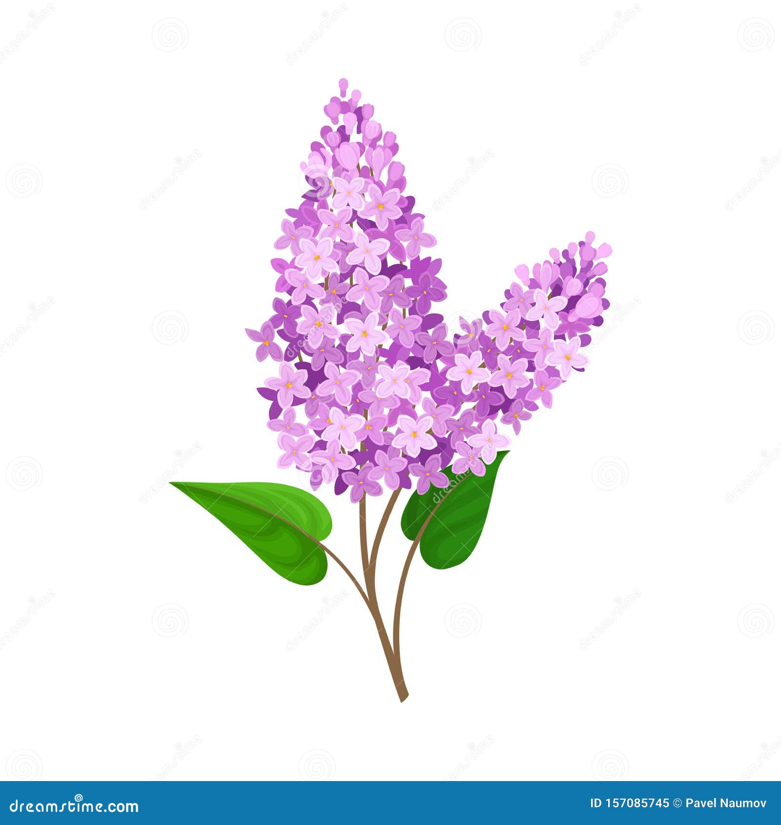 Lush Branch Light Purple Lilac. Vector Illustration on a White ...