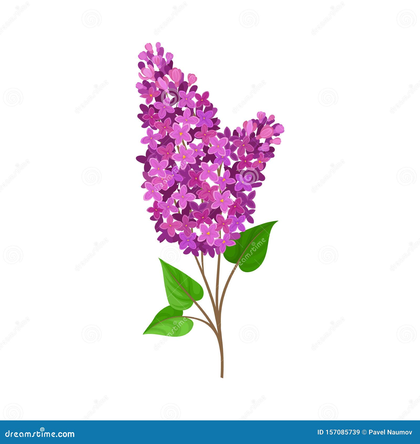 Lush Branch Lilac. Vector Illustration on a White Background. Stock ...
