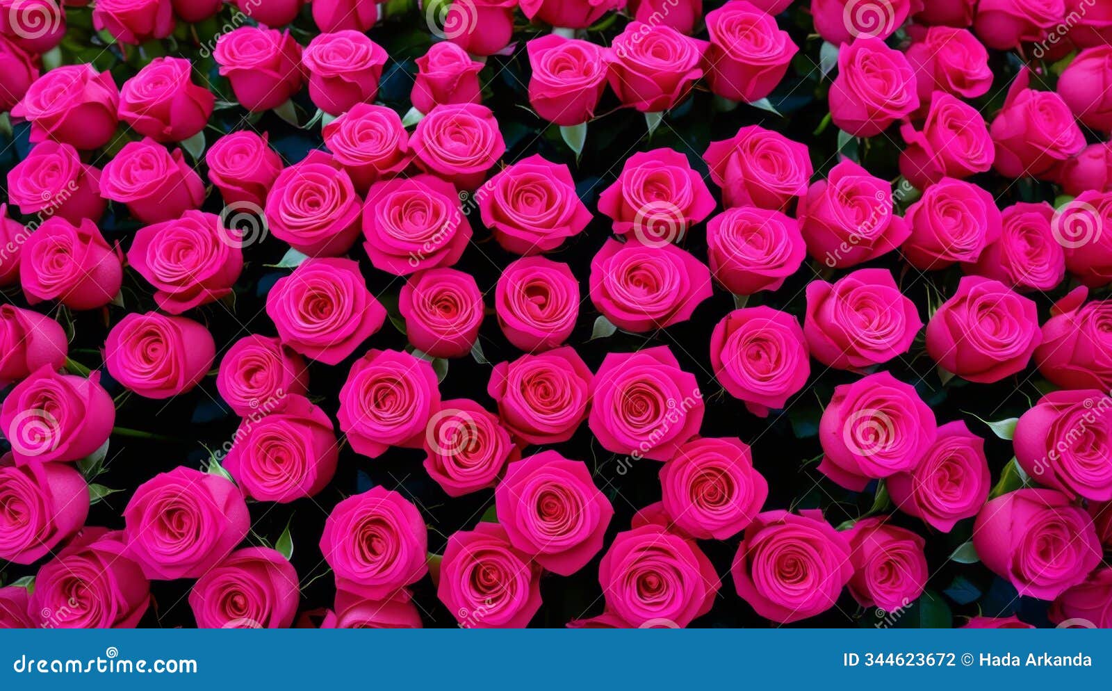 lush bunches of vibrant pink roses packed closely together, creating a bold floral display