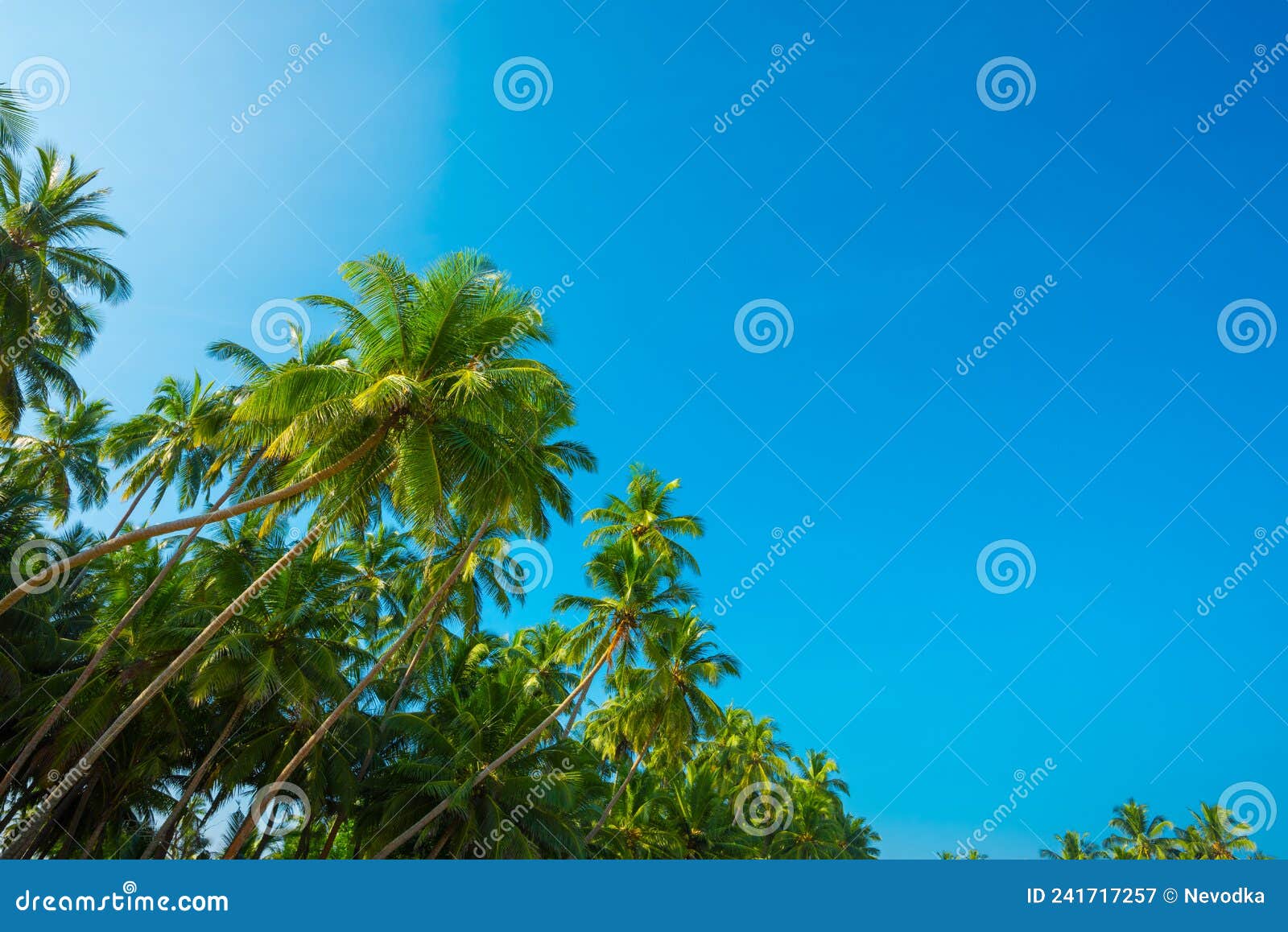 Lush Coconut Palm Trees on Tropical Beach. Vacation Island Coast Stock ...
