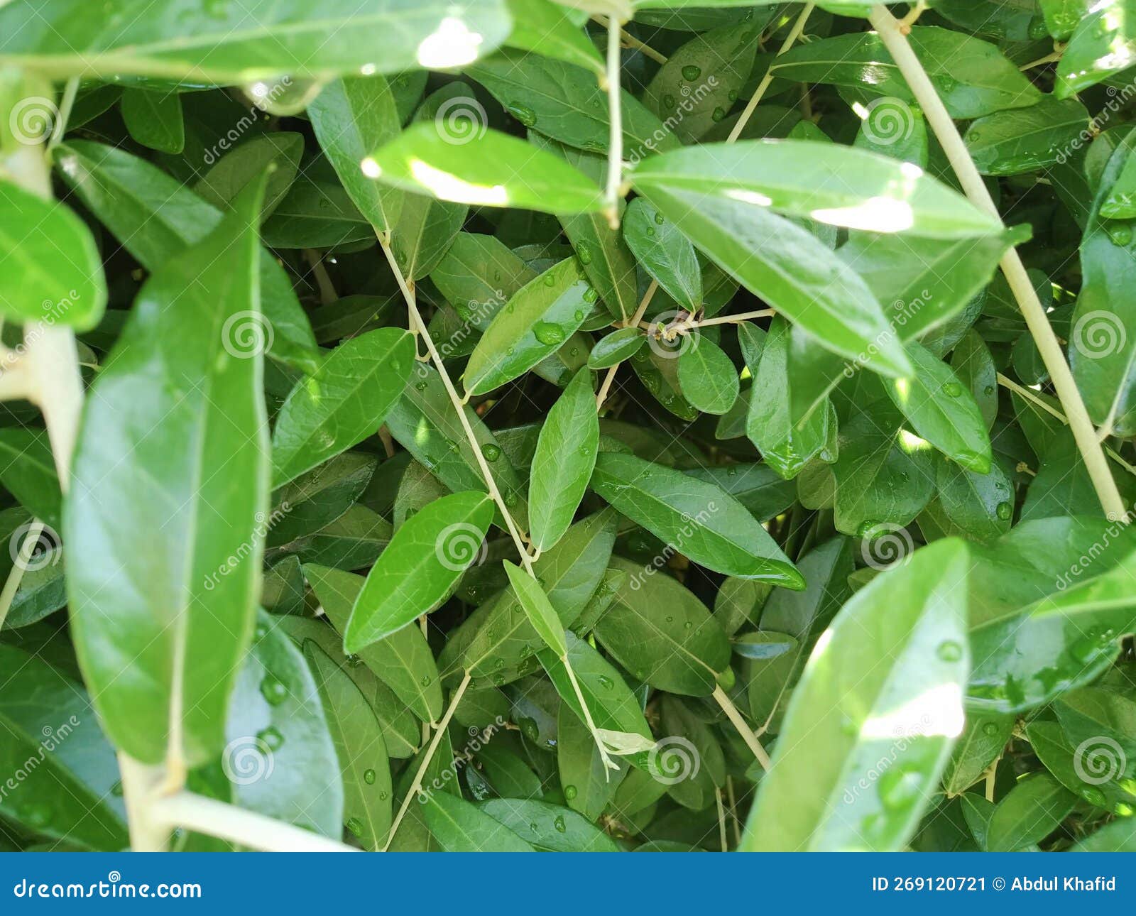 Lush Creepers stock image. Image of vegetable, flower 269120721