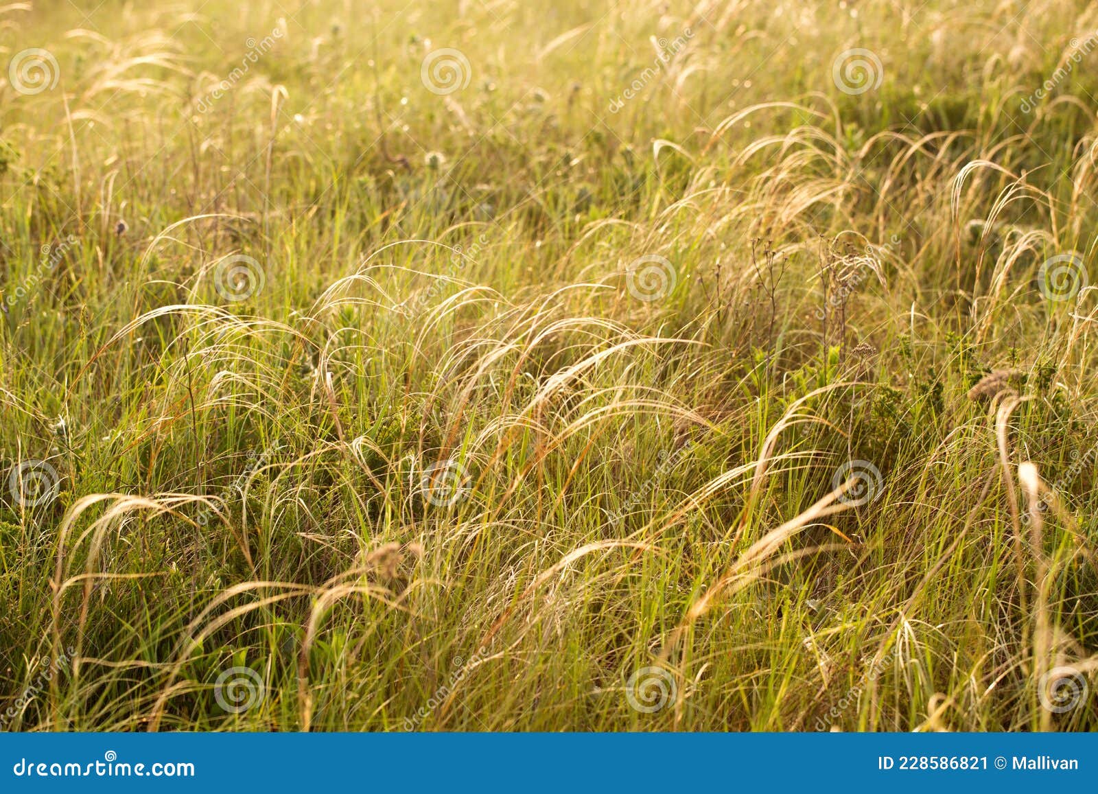 Lush Feather Grass in the Morning. Beautiful Grass Background Stock ...