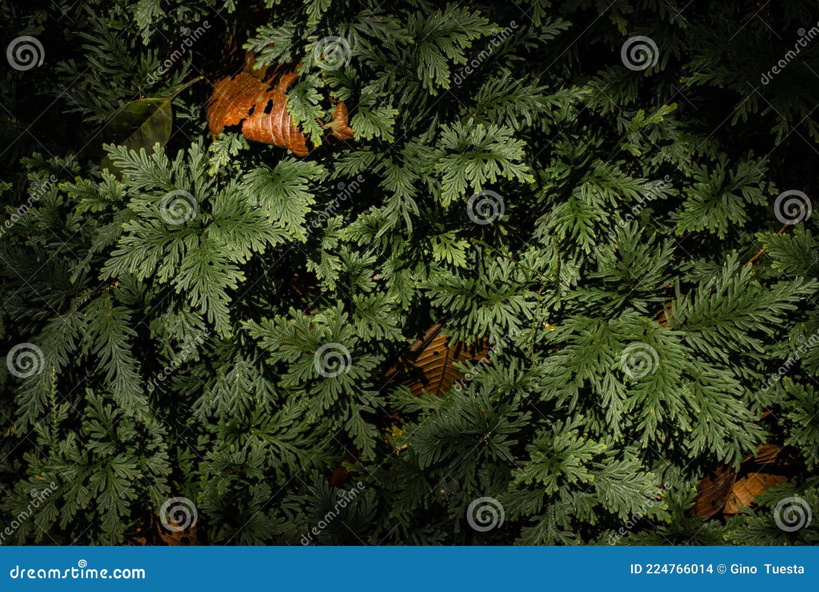 lush ferns in the amazon rainforest of peru