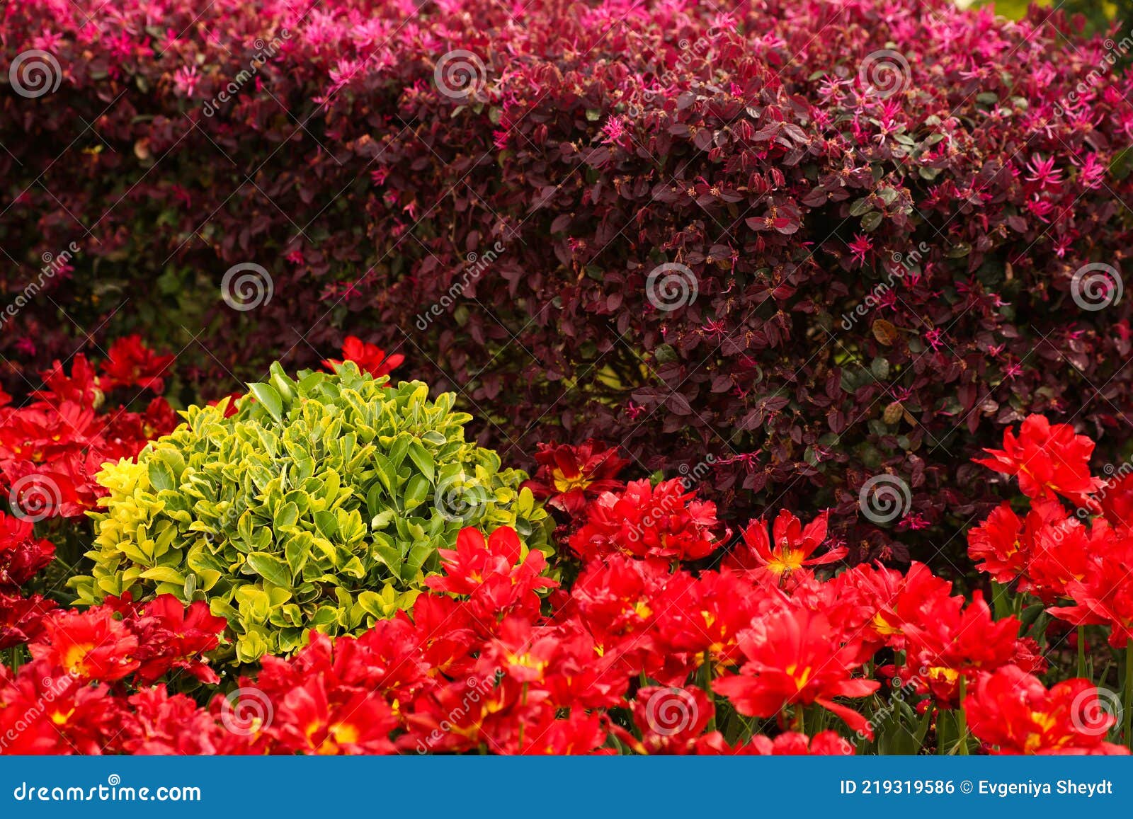 Lush Flower Beds in the Summer Garden Stock Photo - Image of ...