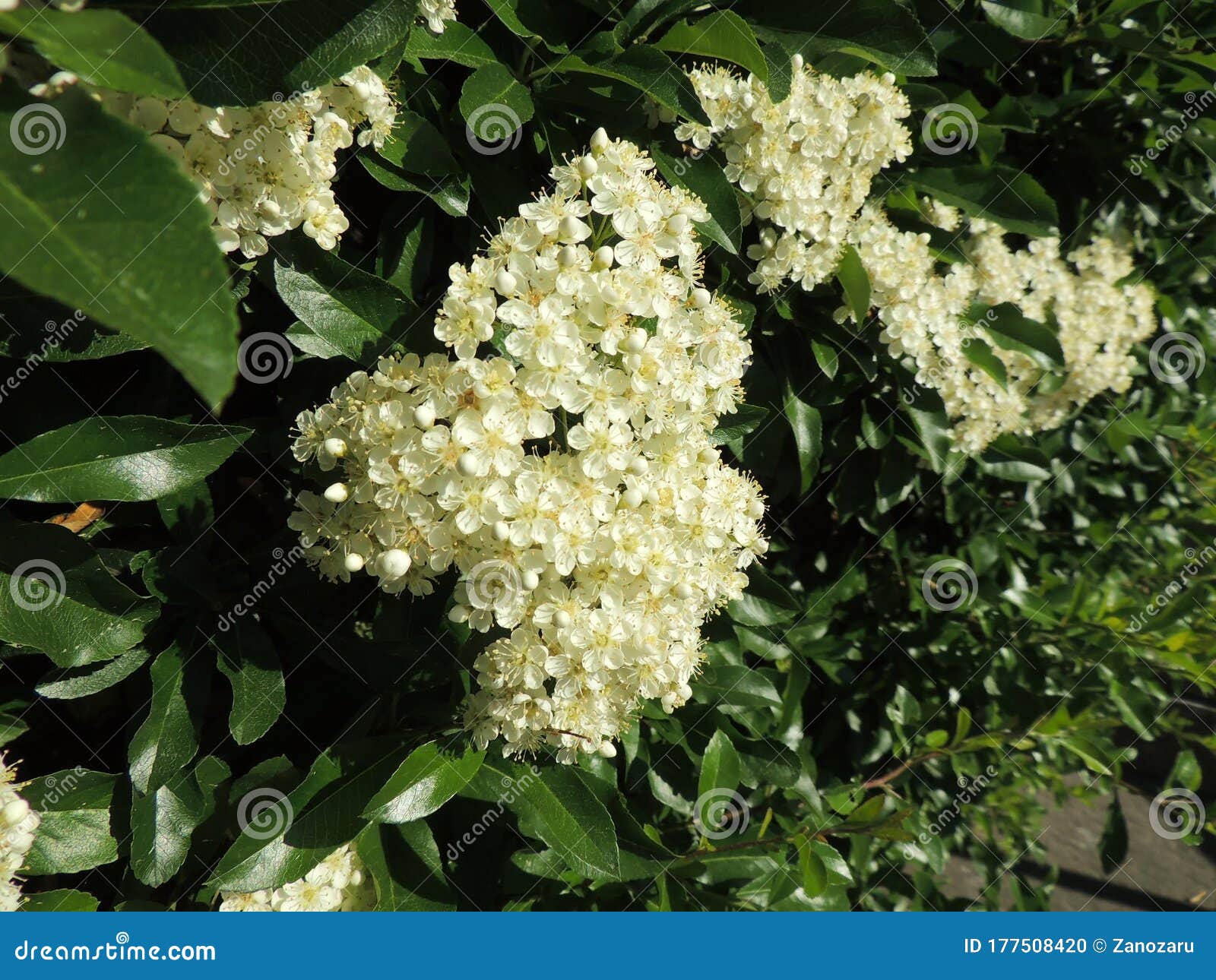 lush flowering pyracantha, family rosaceae. spring