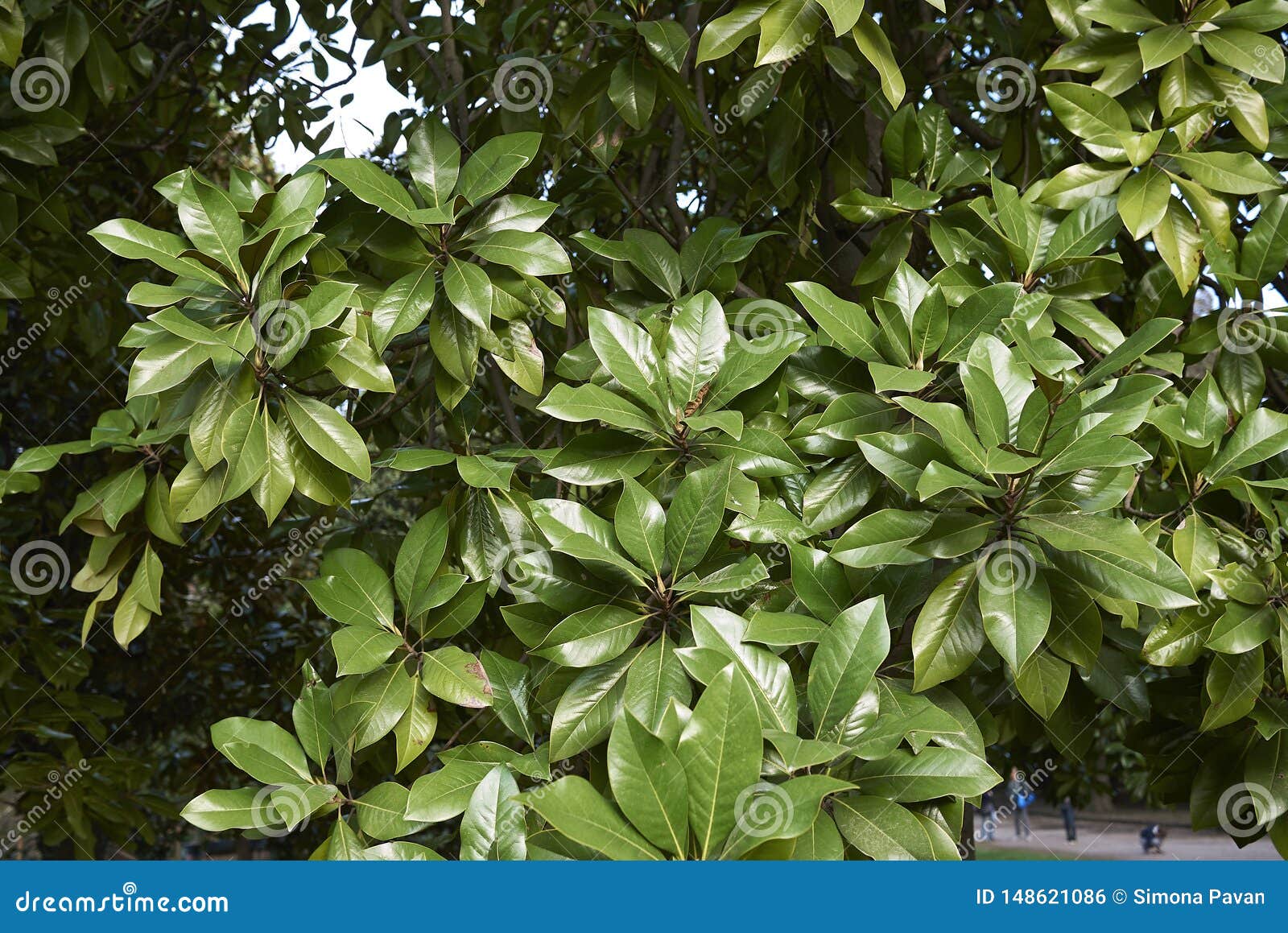 Evergreen Foliage of Magnolia Grandiflora Stock Photo Image of