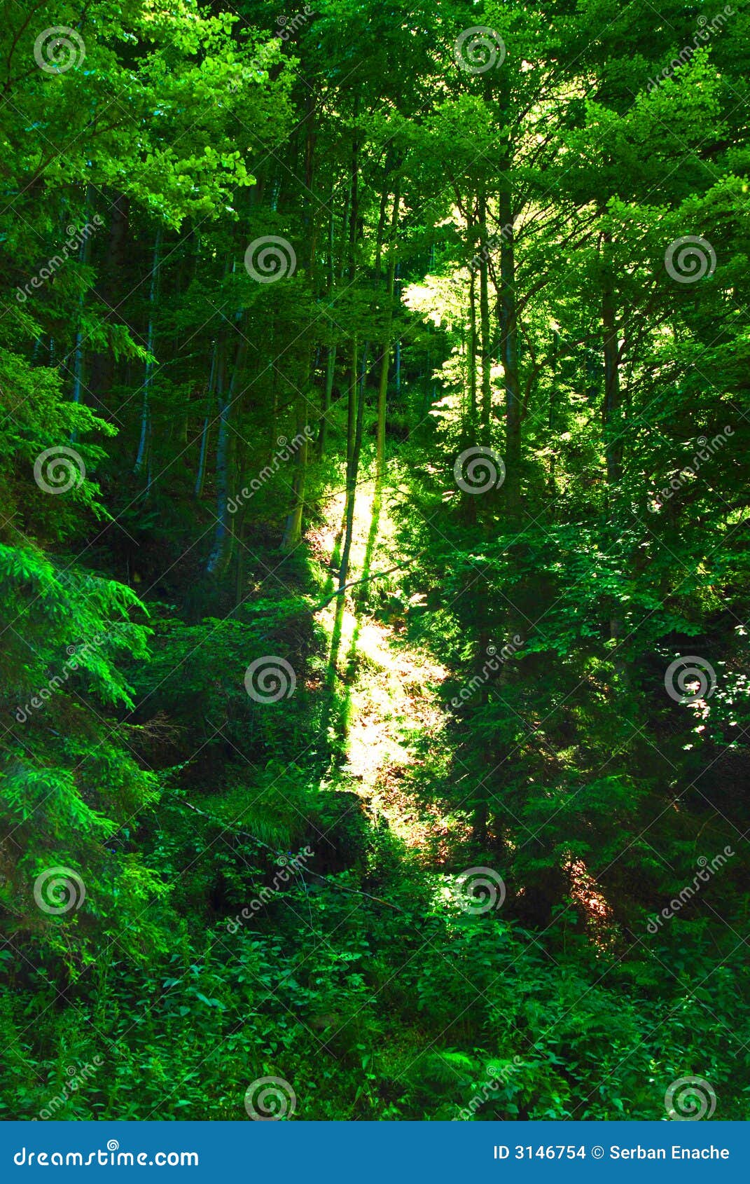 lush forest