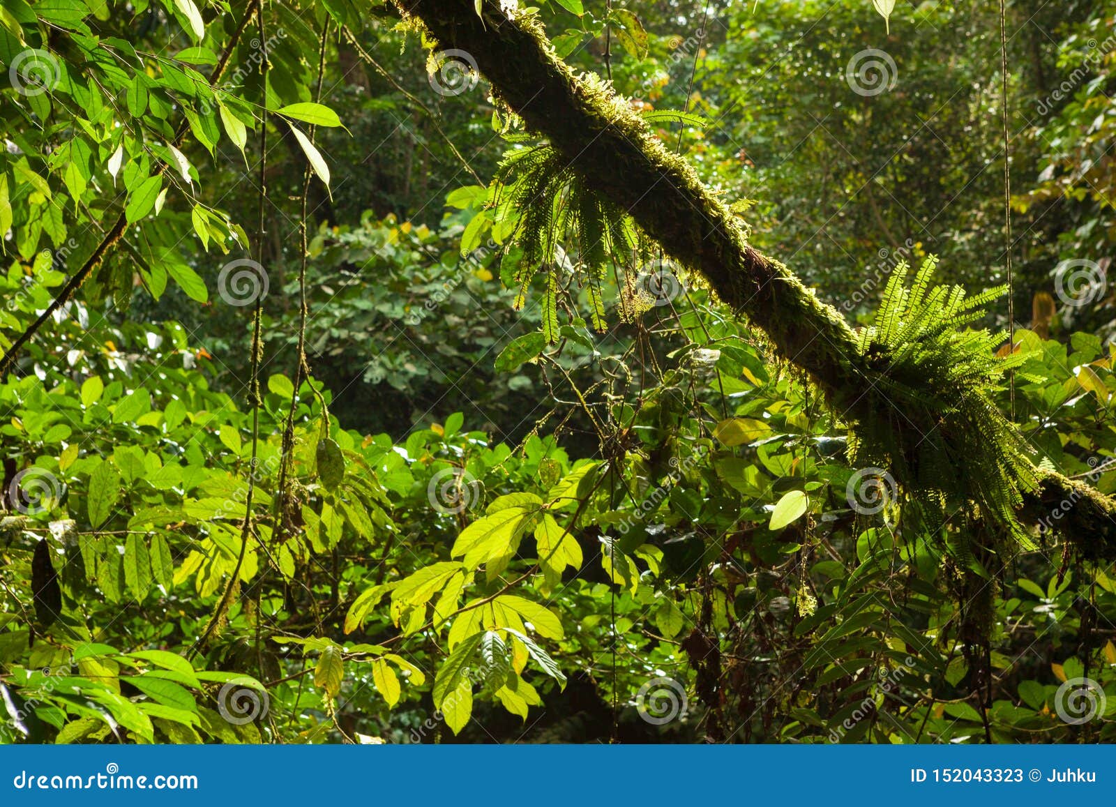 lush forest scene in borneo malaysia