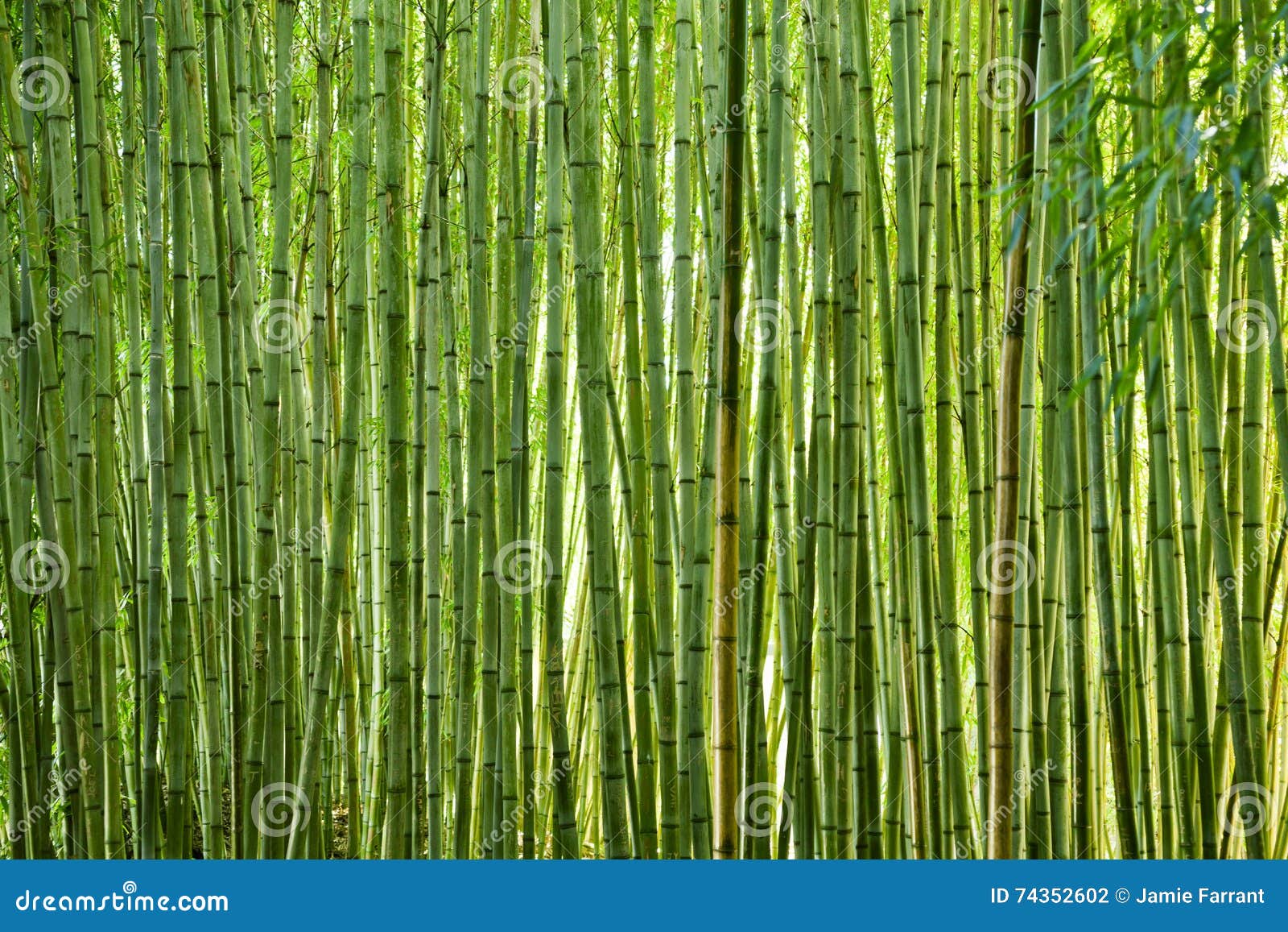 Lush Green Bamboo