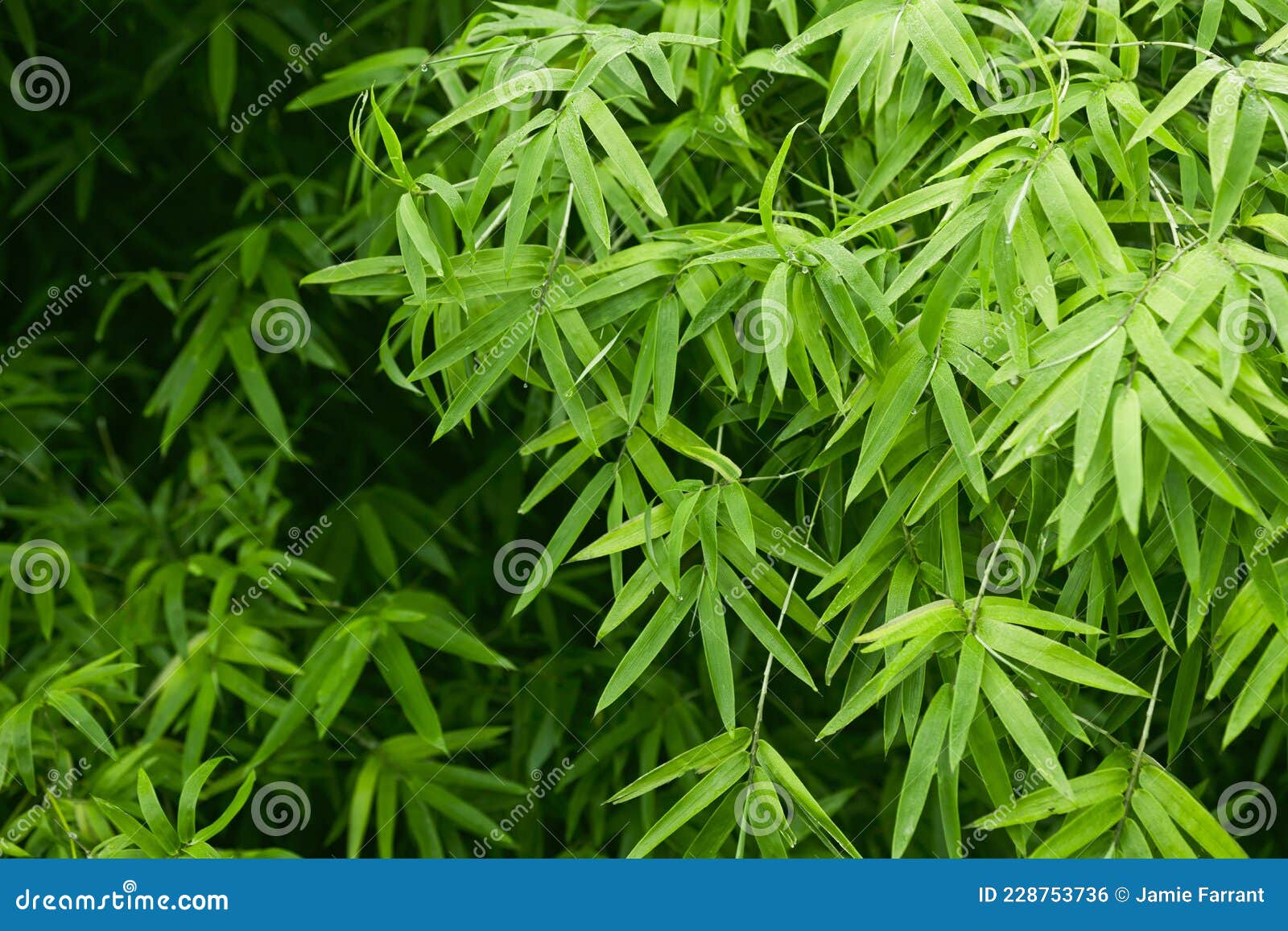 Lush Green Bamboo