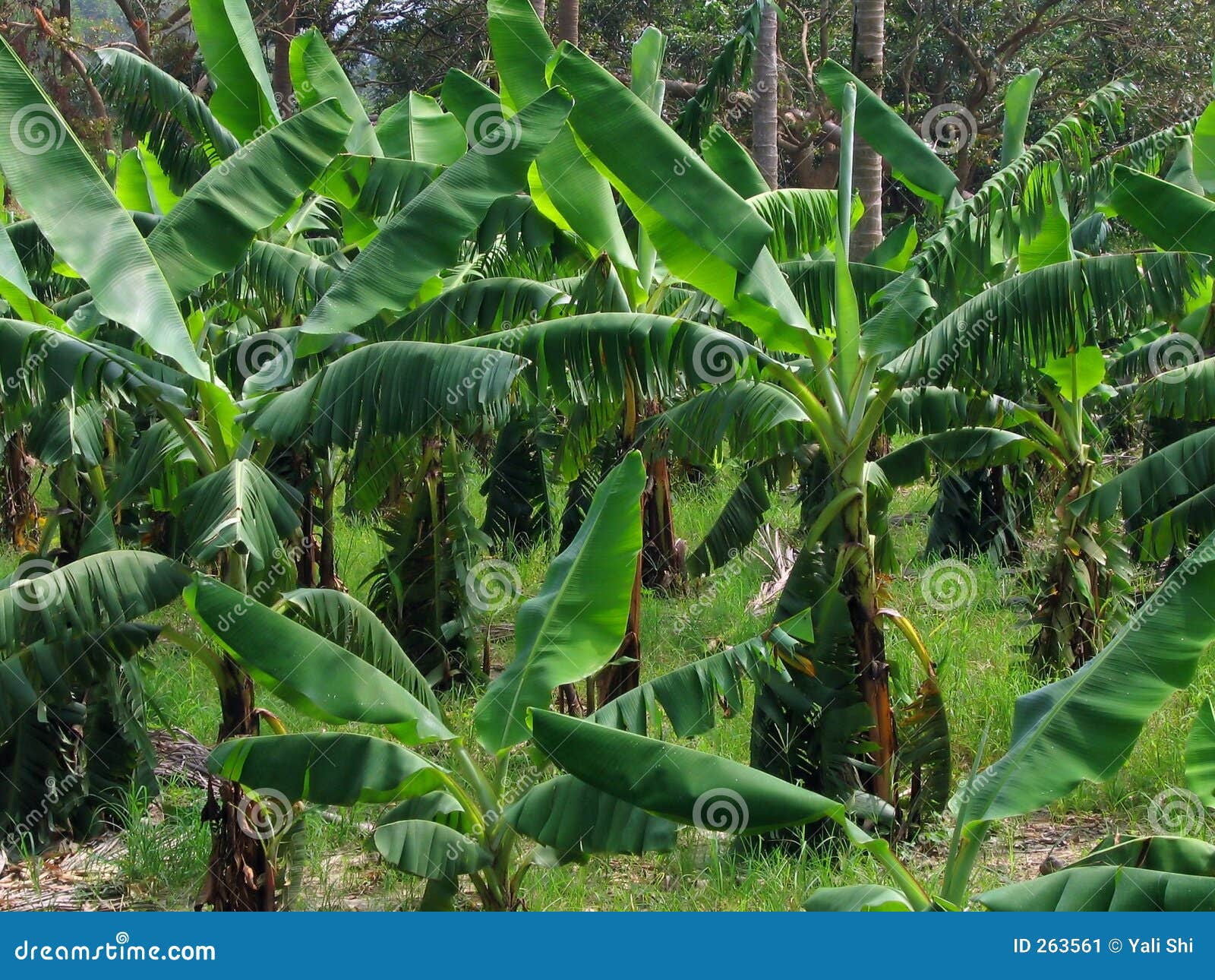 Lush Green Banana Grove stock image. Image of fertile, tropics 263561