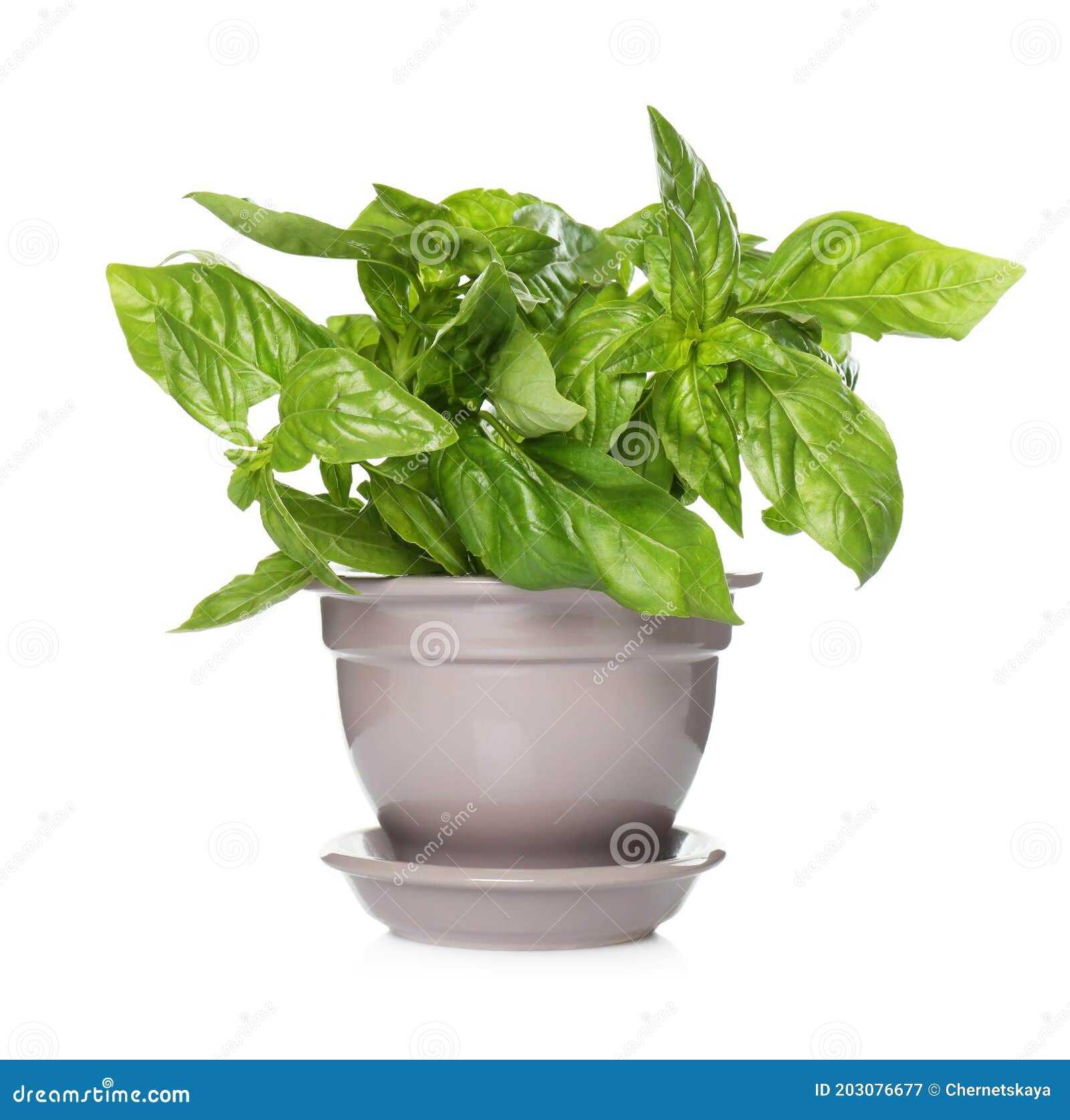 Lush Green Basil in Pot Isolated on White Stock Image Image of