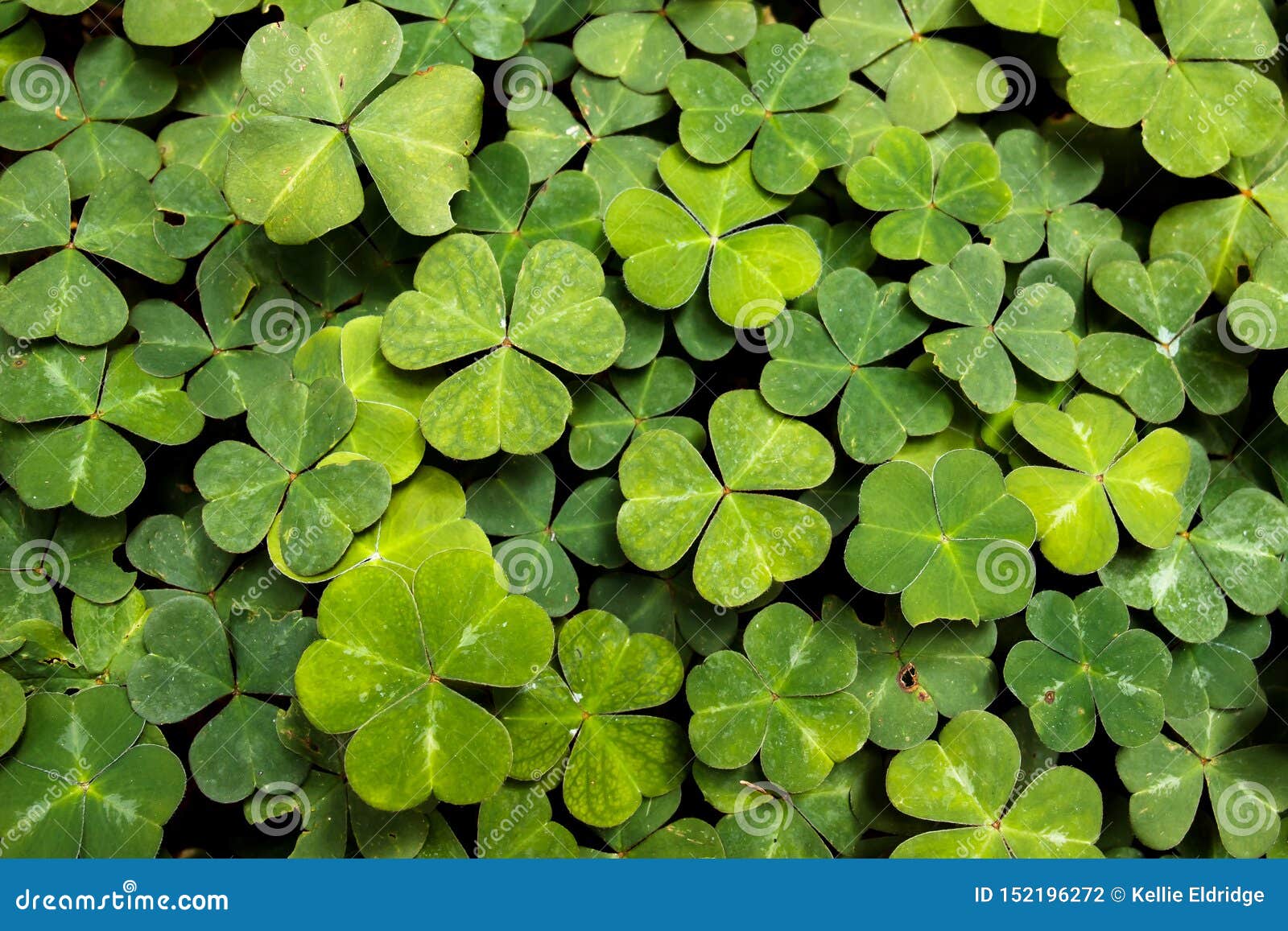 lush green carpet of redwood sorrel oxalis oregona, a groundcover in redwood forests of the north coast