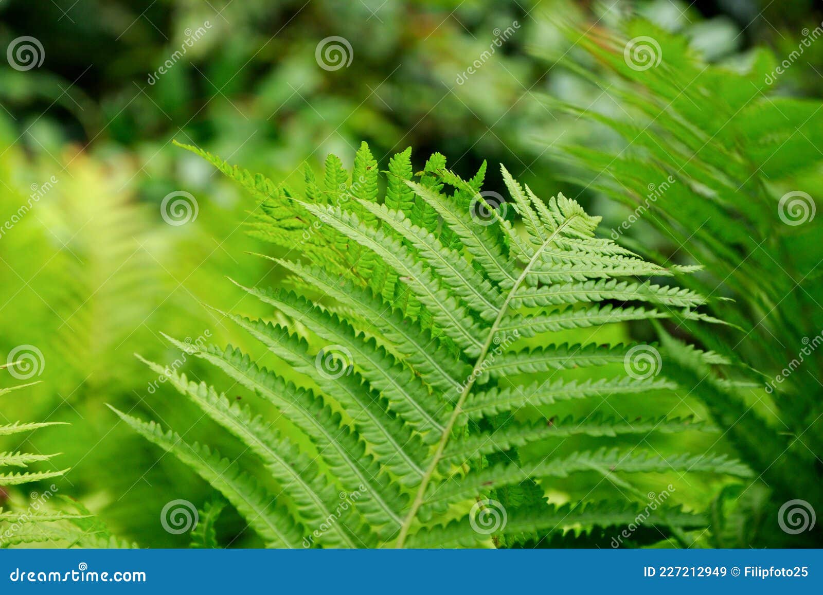 lush green fern detail