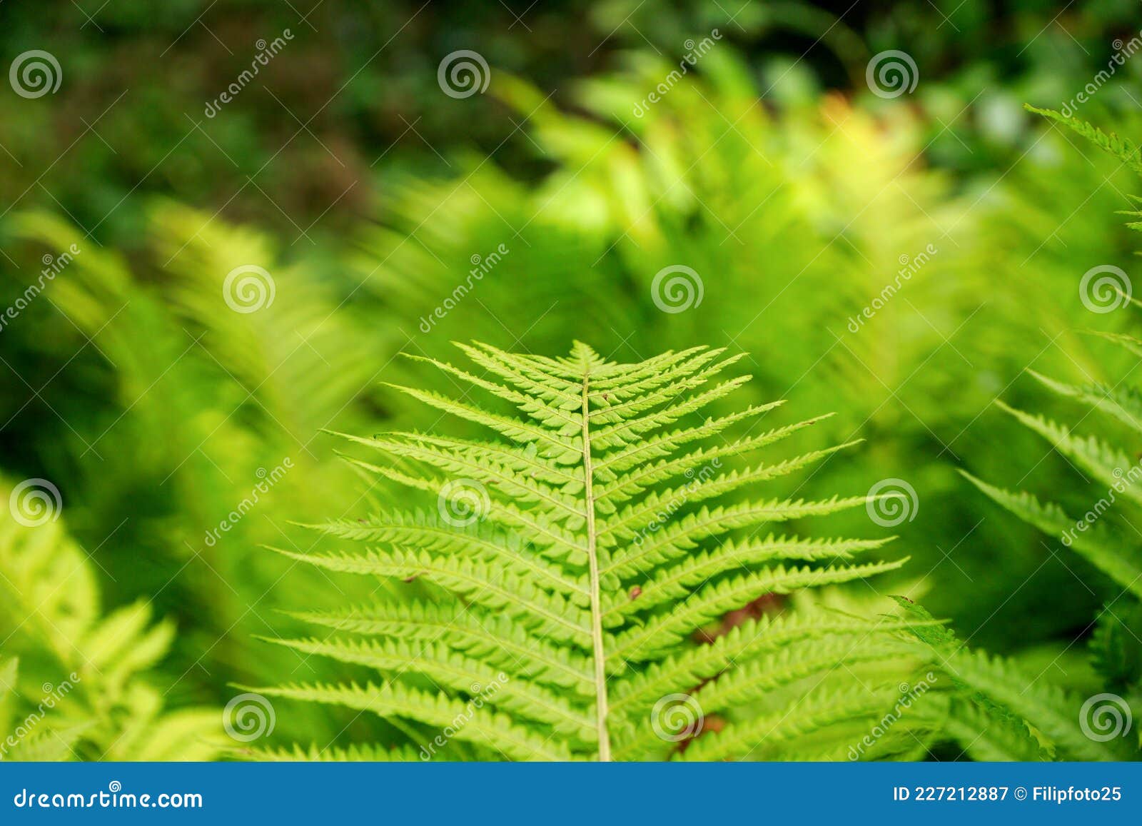 lush green fern detail