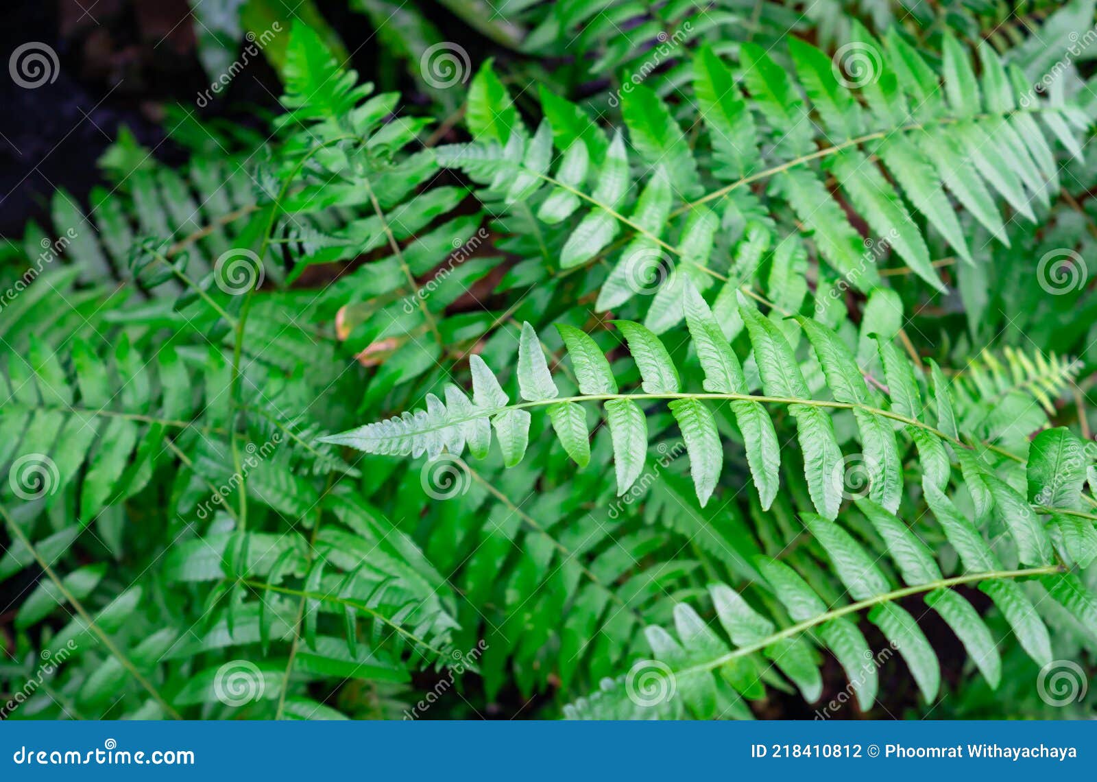 lush green fern forest with old tree with fern pattern.
