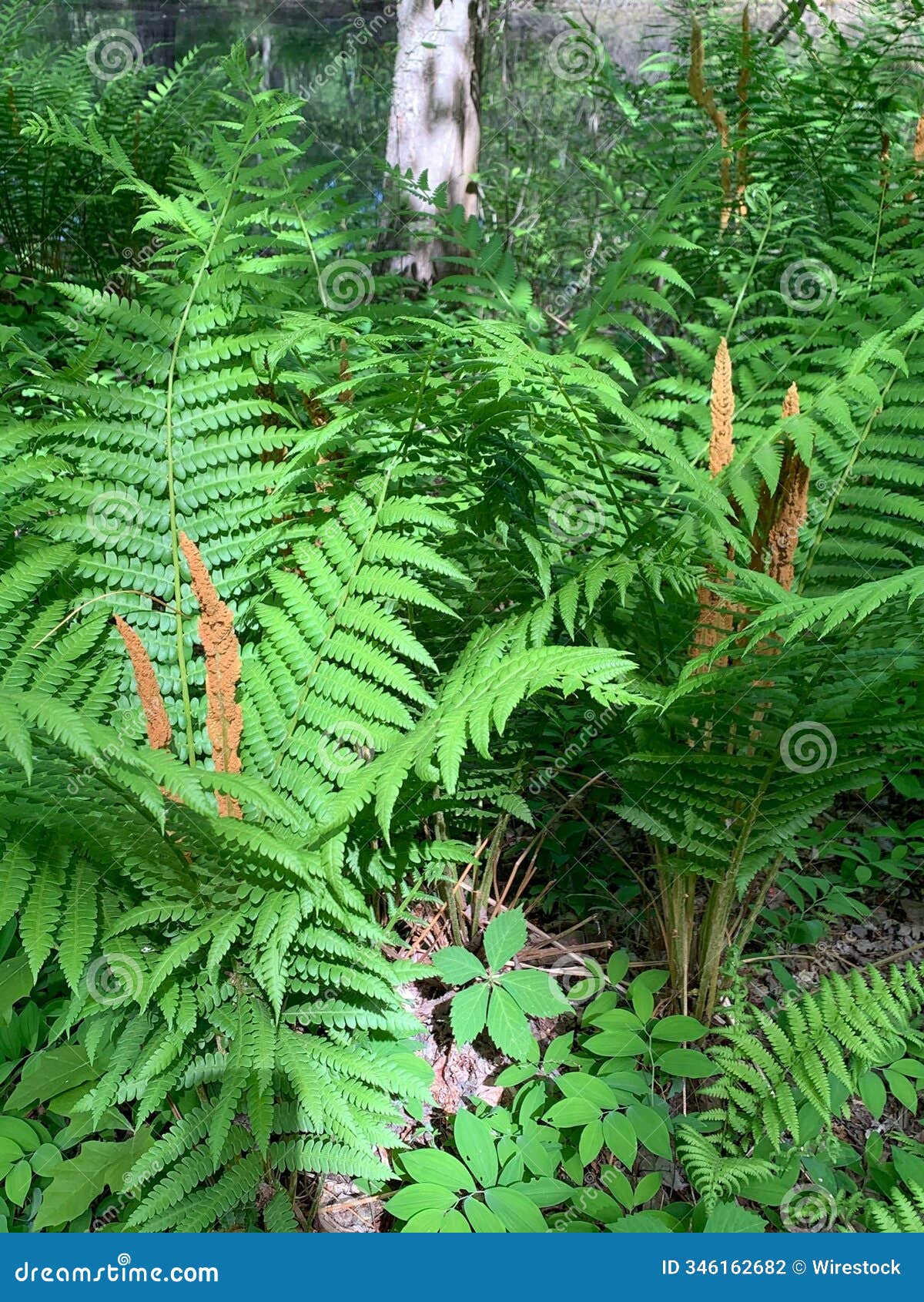 lush green ferns with cinnamon fronds in a forest setting. swanton, vermont
