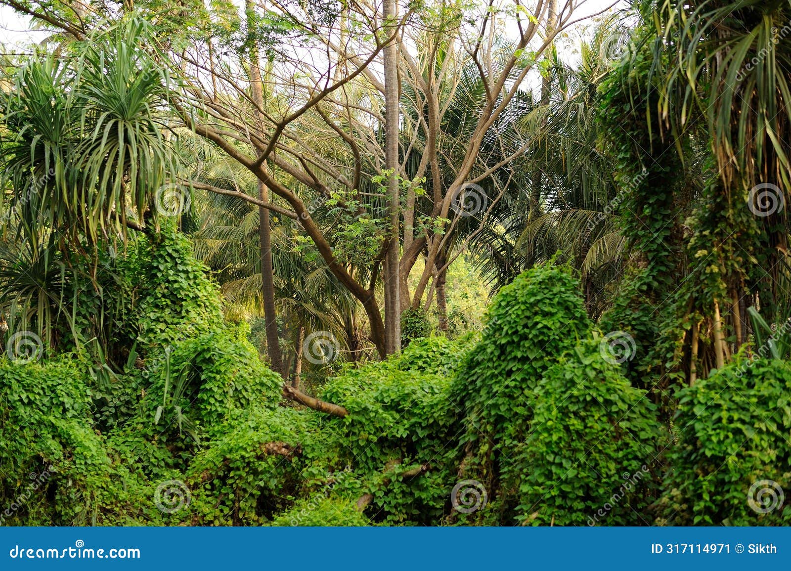 lush green foliage and towering trees of the indian jungle