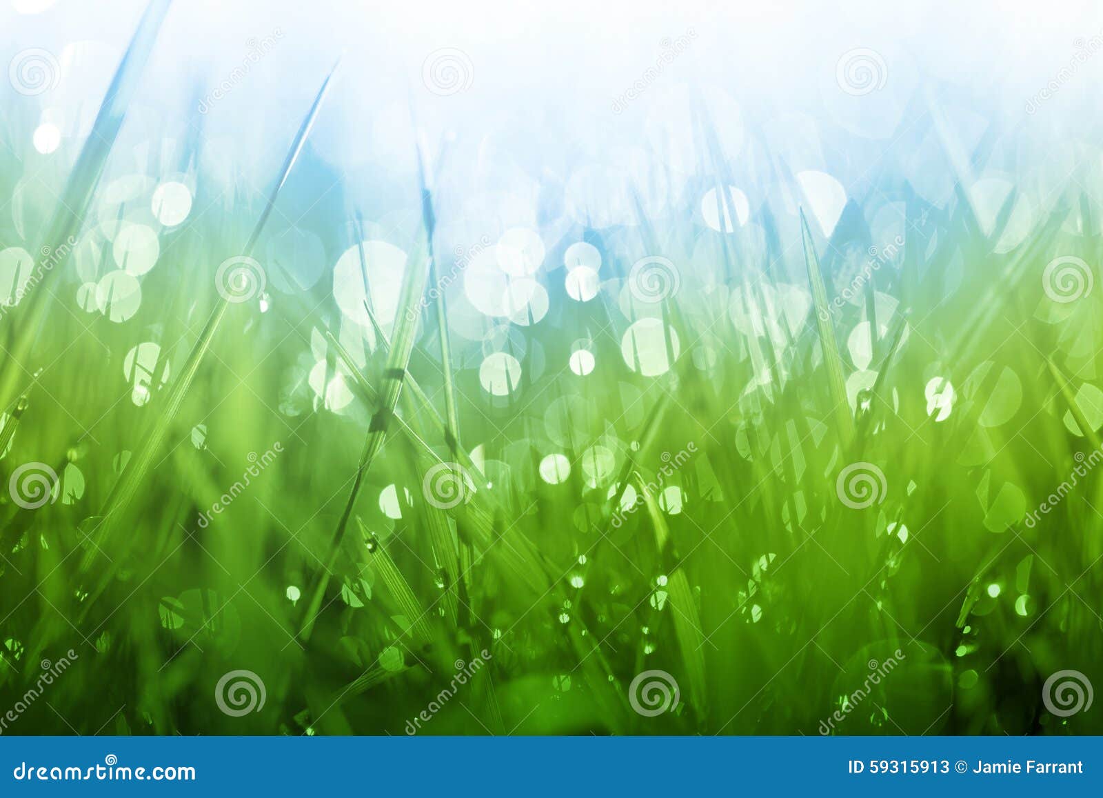 Lush Green Grass Background Stock Image - Image of grass, agriculture
