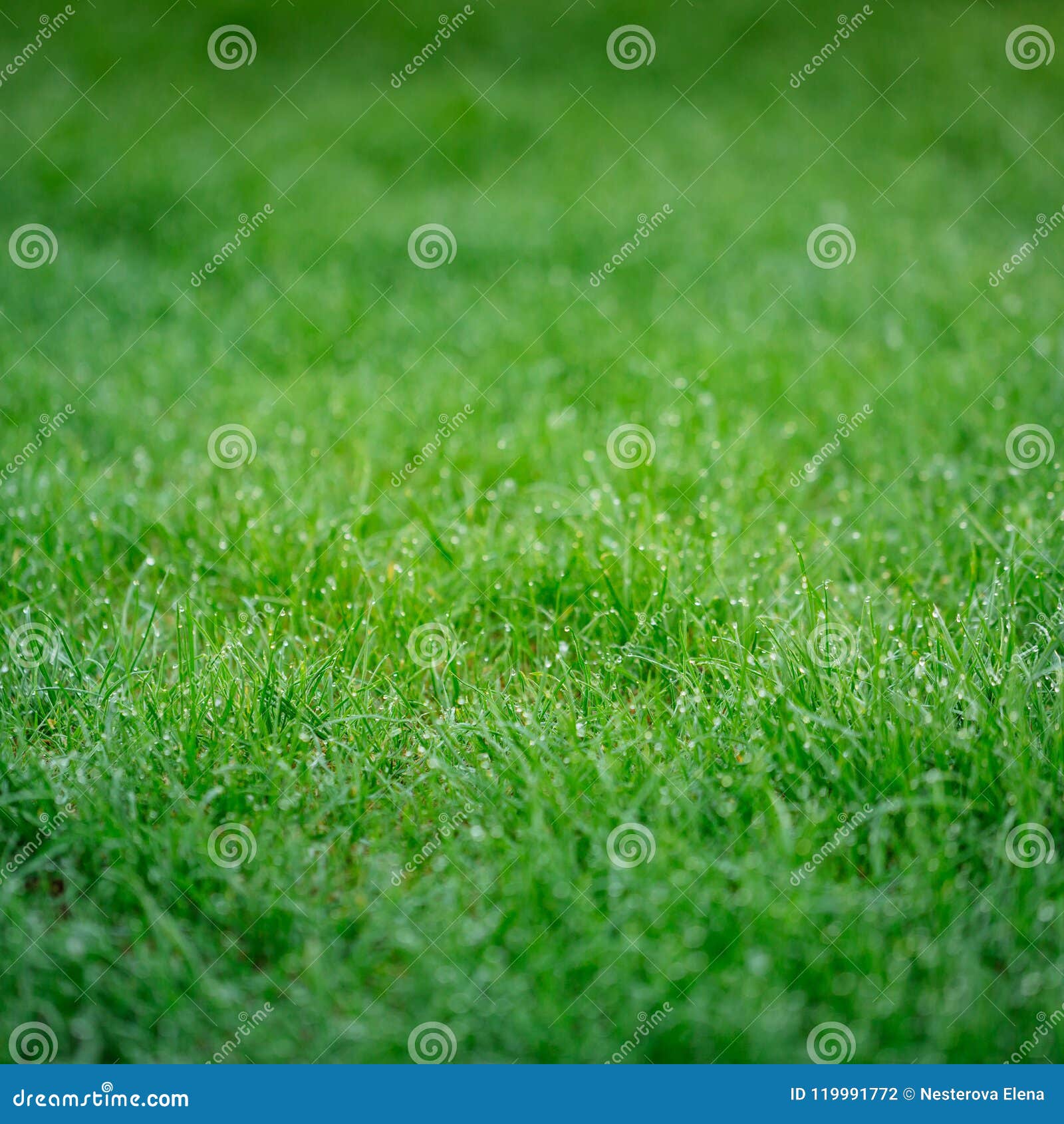 Lush Green Grass Background With Shining Drops Stock Photo - Image of