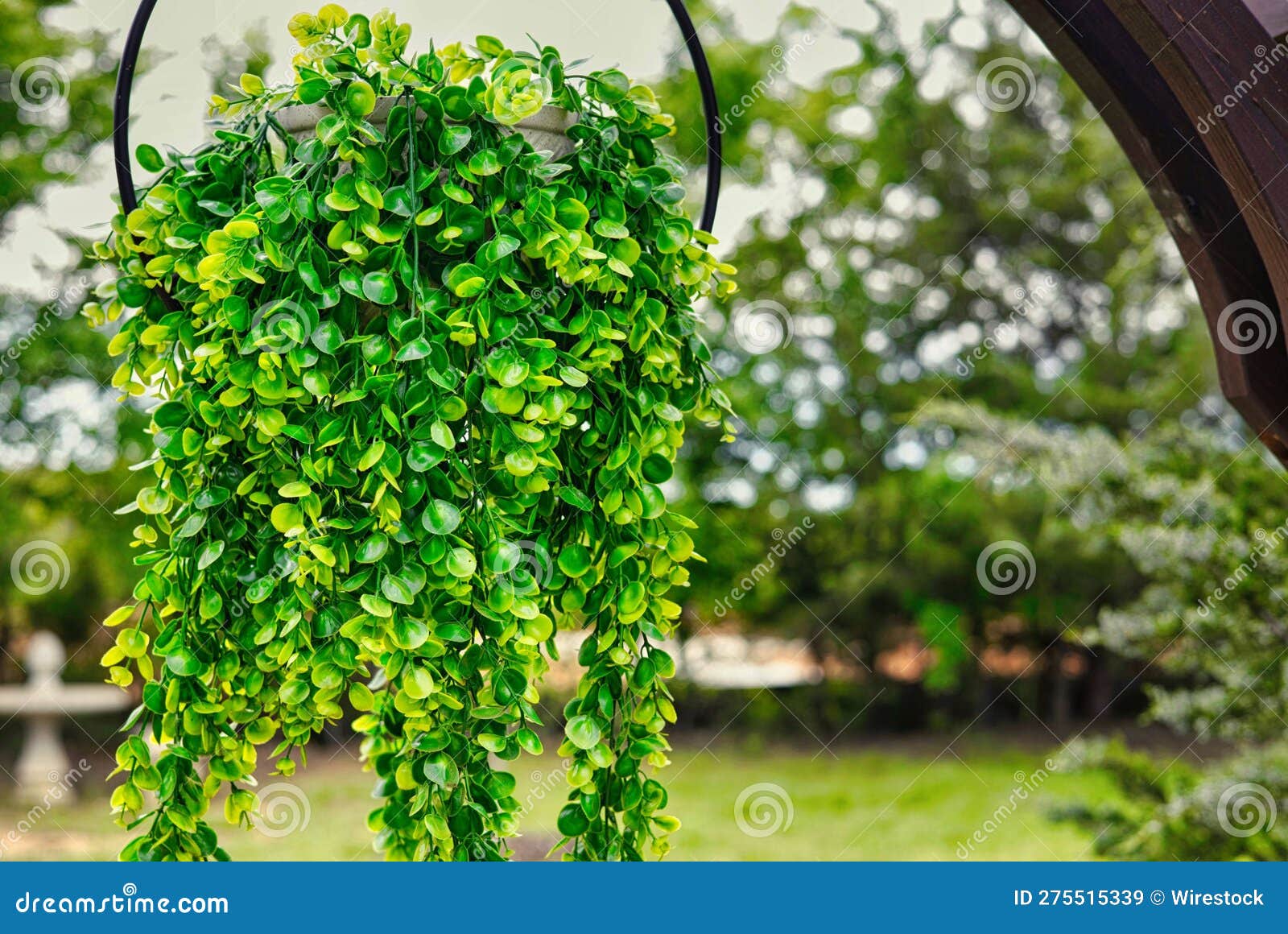 Lush Green Hanging Plant in a Backyard Stock Image Image of greenery