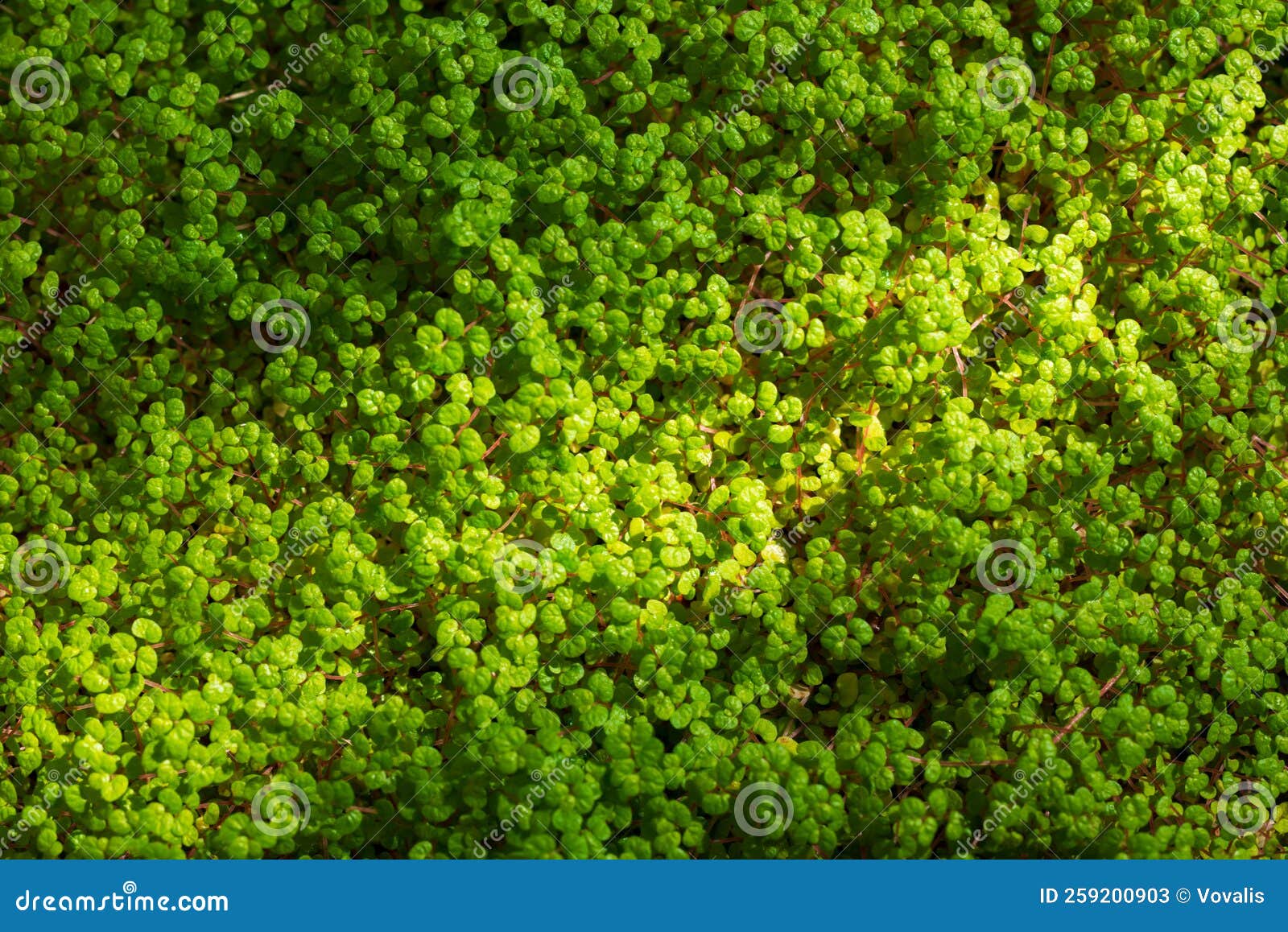 lush green helxine soleirolii background. soleirolia gaud