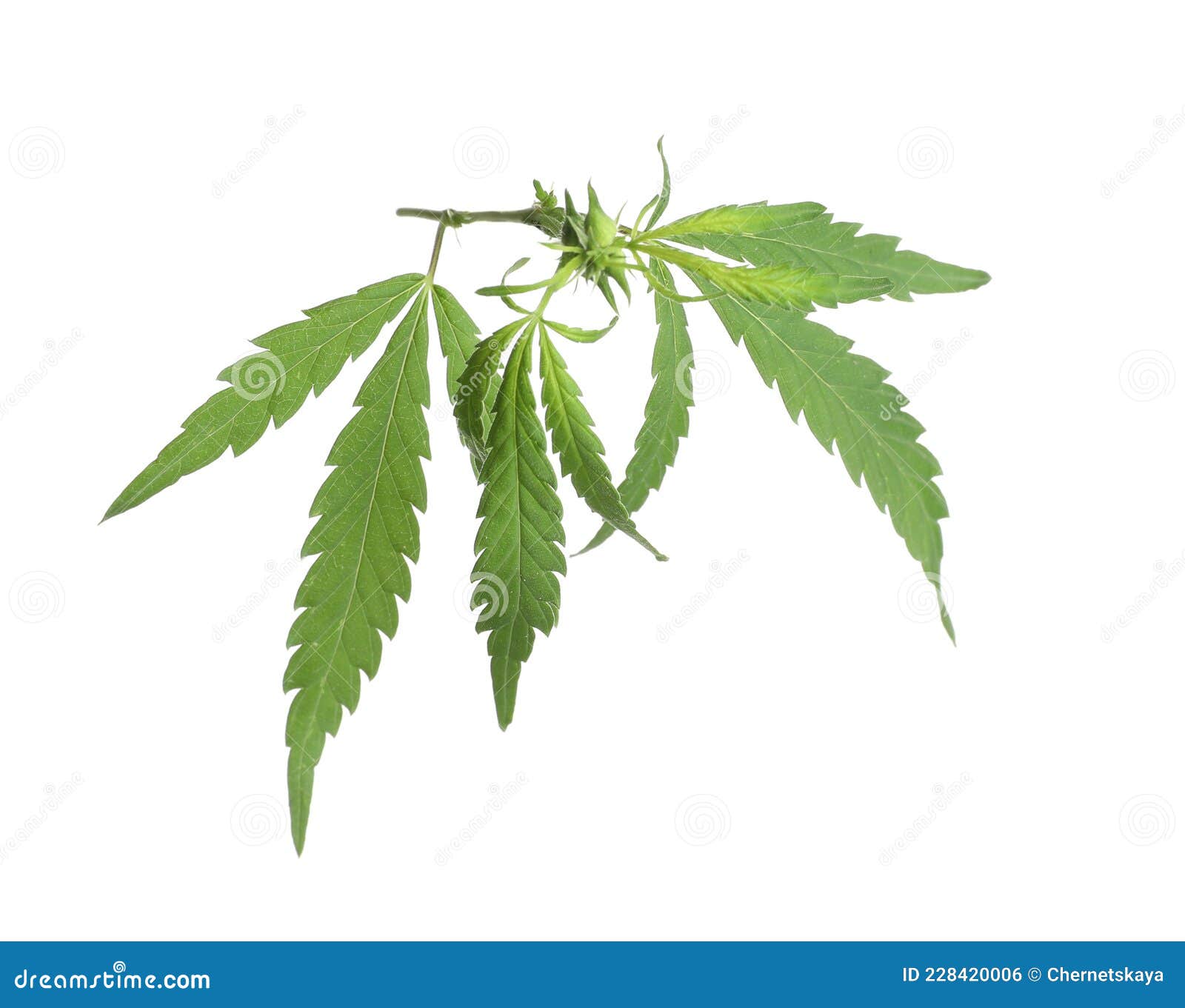 Lush Green Hemp Leaves Isolated on White Stock Photo Image of foliage, addiction 228420006