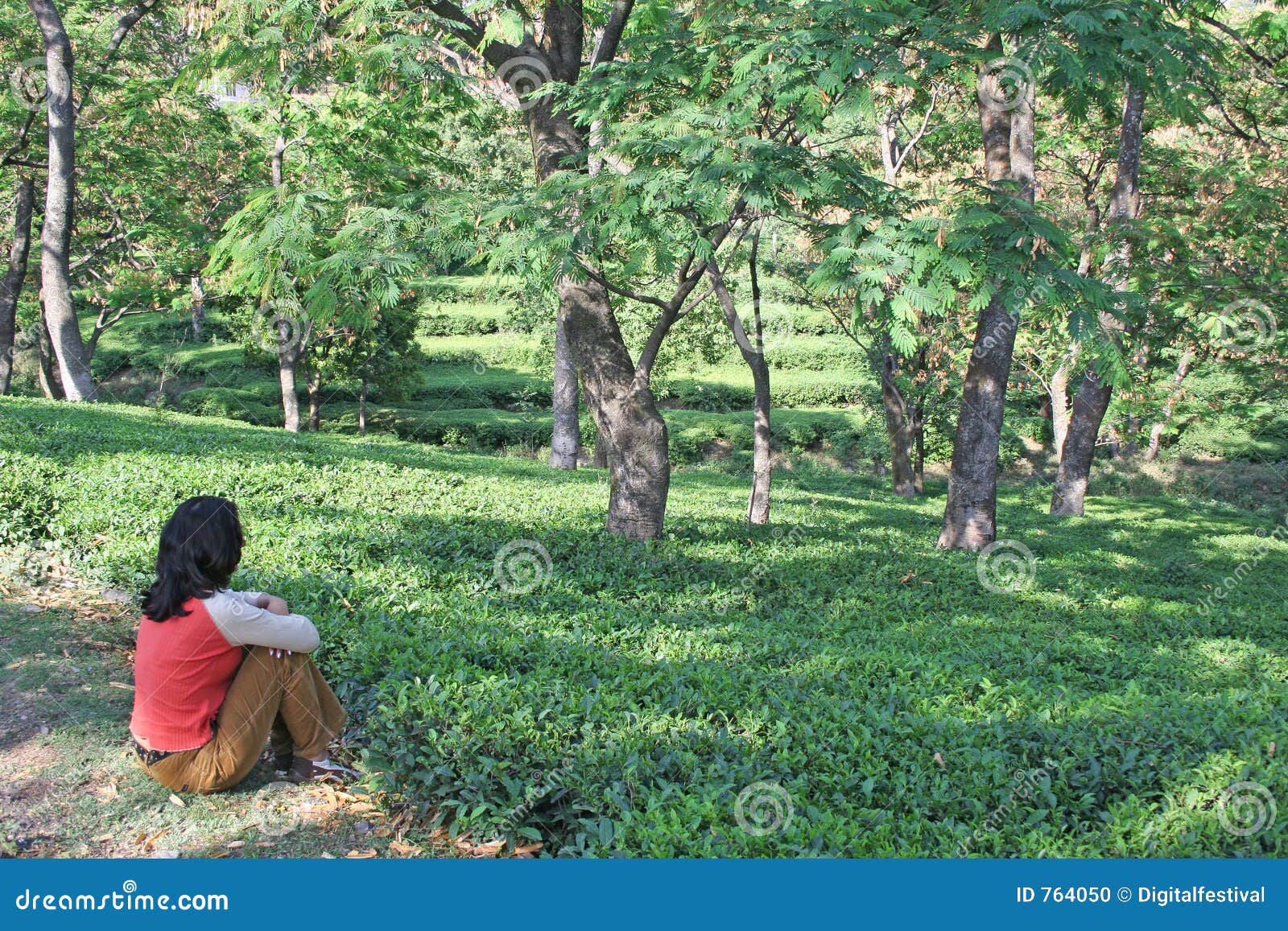 lush green kangra tea gardens, india