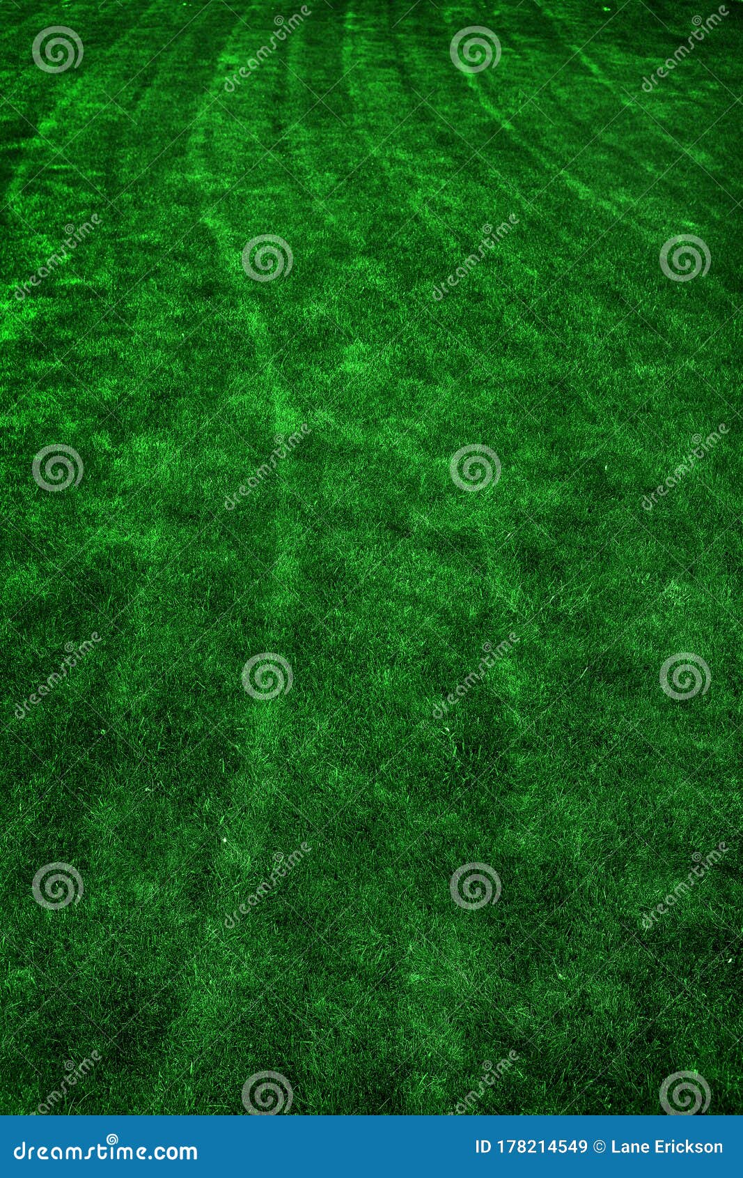 Lush Green Lawn Grass Yard Spring Growth Stock Image - Image of lawn