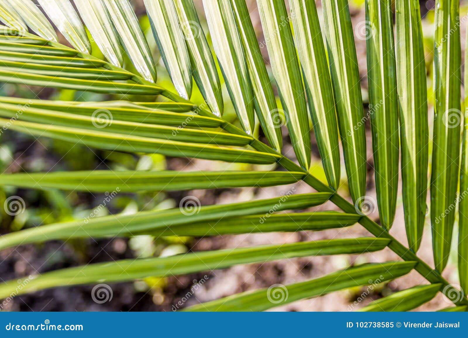 The Lush Green Leaves of a Fanshaped Plant Stock Image Image of