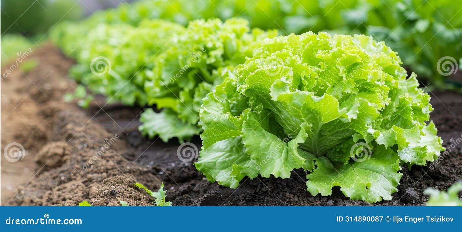 lush green lettuce thriving in a controlled greenhouse environment, growing vibrantly