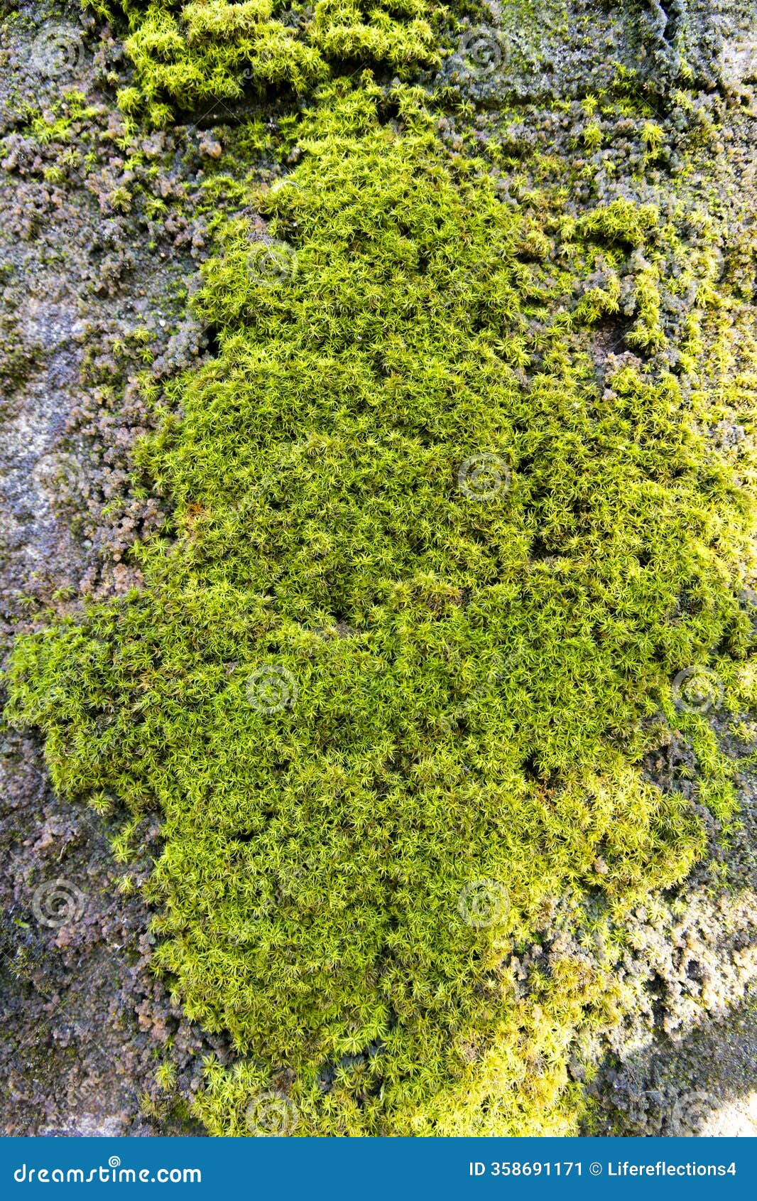 lush green moss on a forest rock with sunlight and shadows creating natural texture