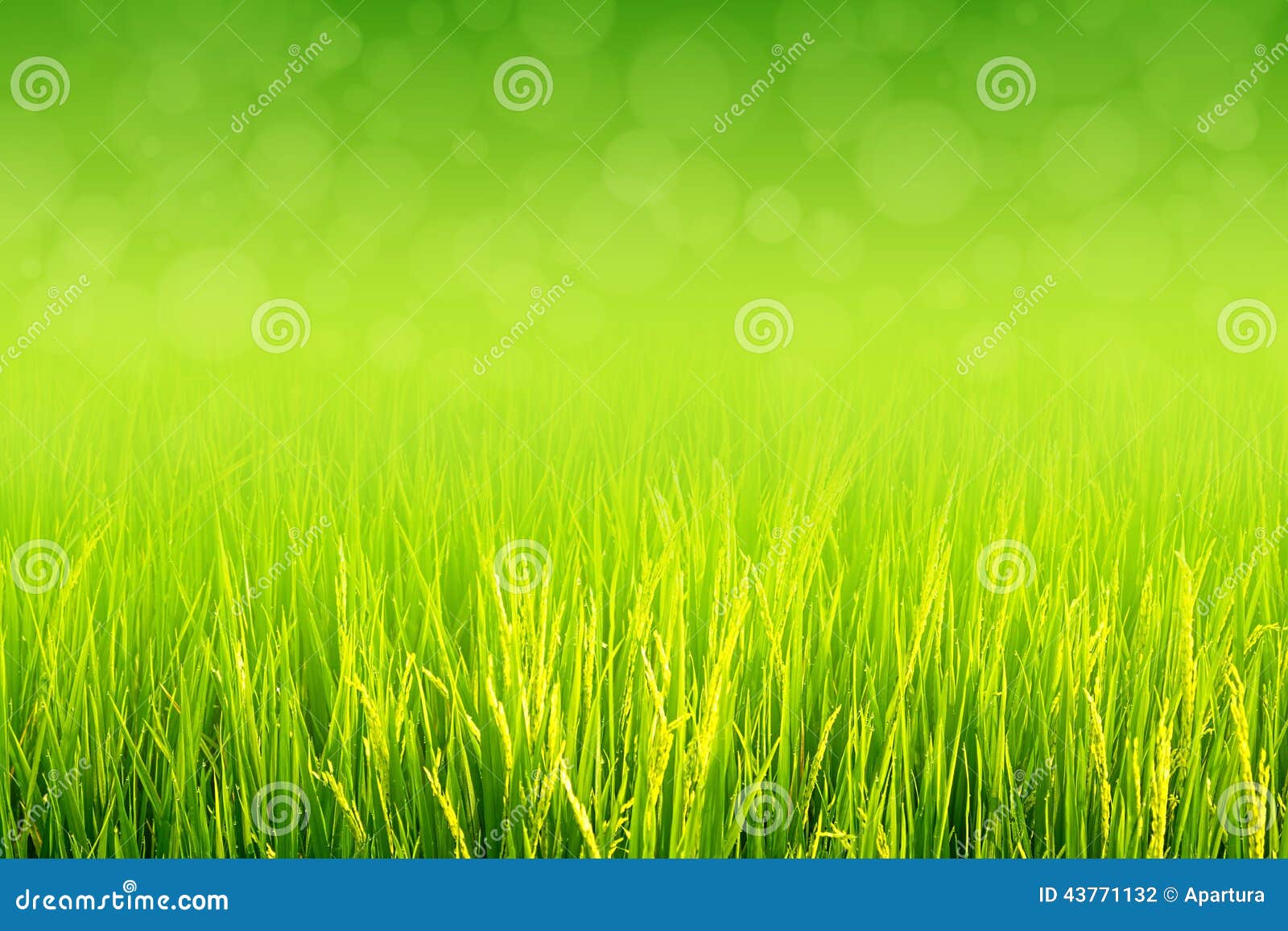 lush green paddy in rice field. spring and summer background