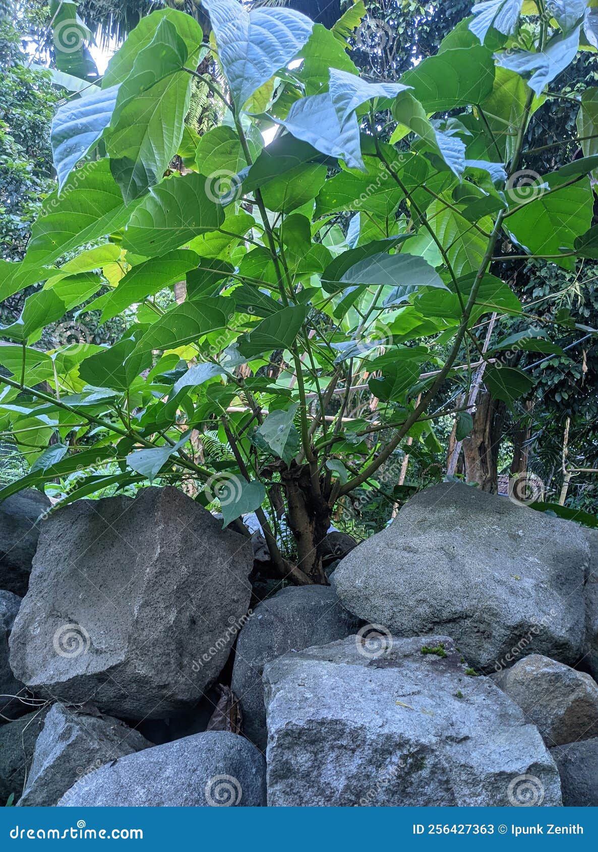 Lush Green Plants Growing between the Rocks Stock Image Image of