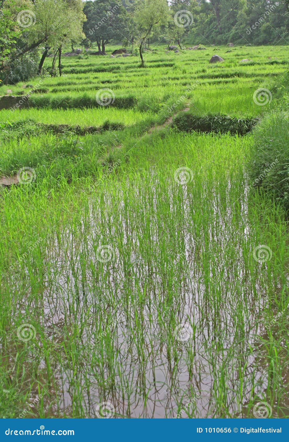 lush green rice fields & paddy cultivation