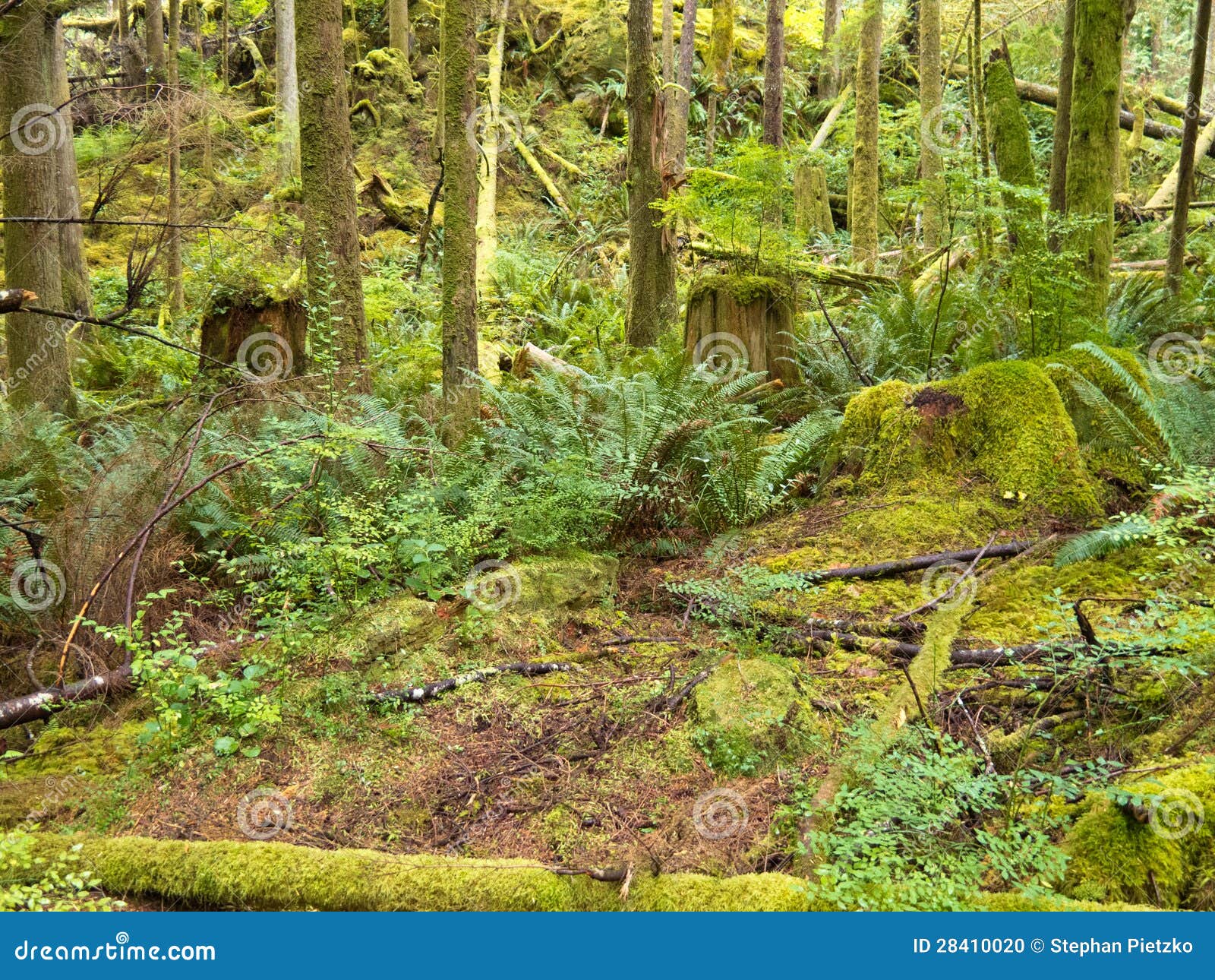 lush green secondary rainforest grove in bc canada