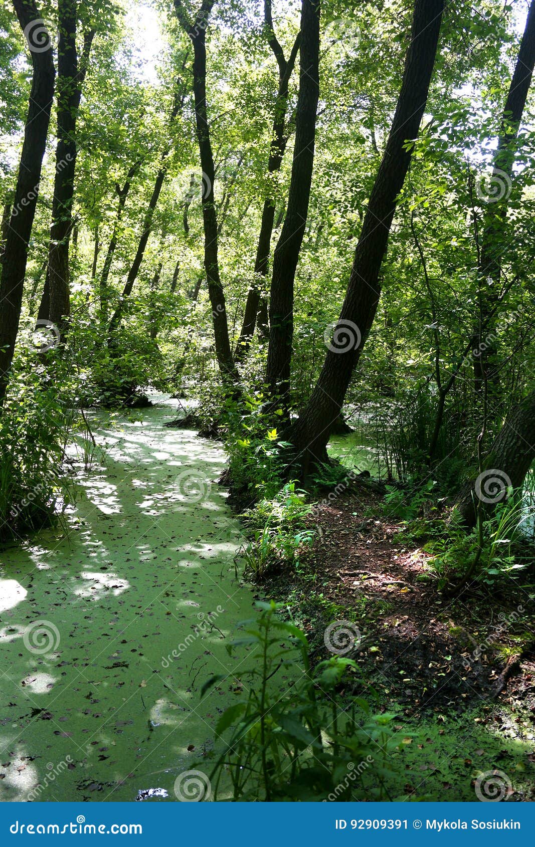 lush green landscape definition lush green landscape definition
