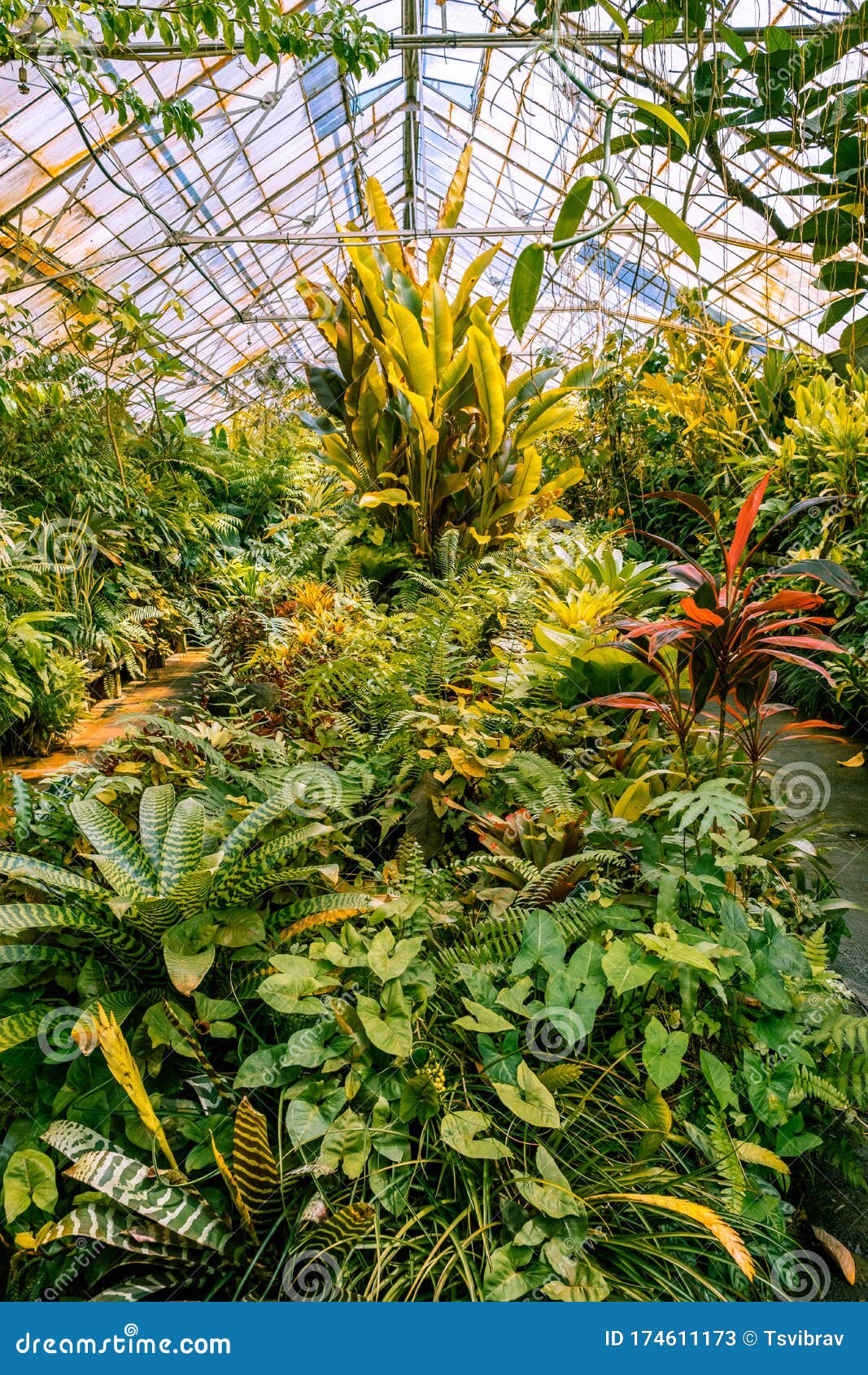 Lush Green Vegetation in Tropical Glasshouse. Stock Image - Image of ...
