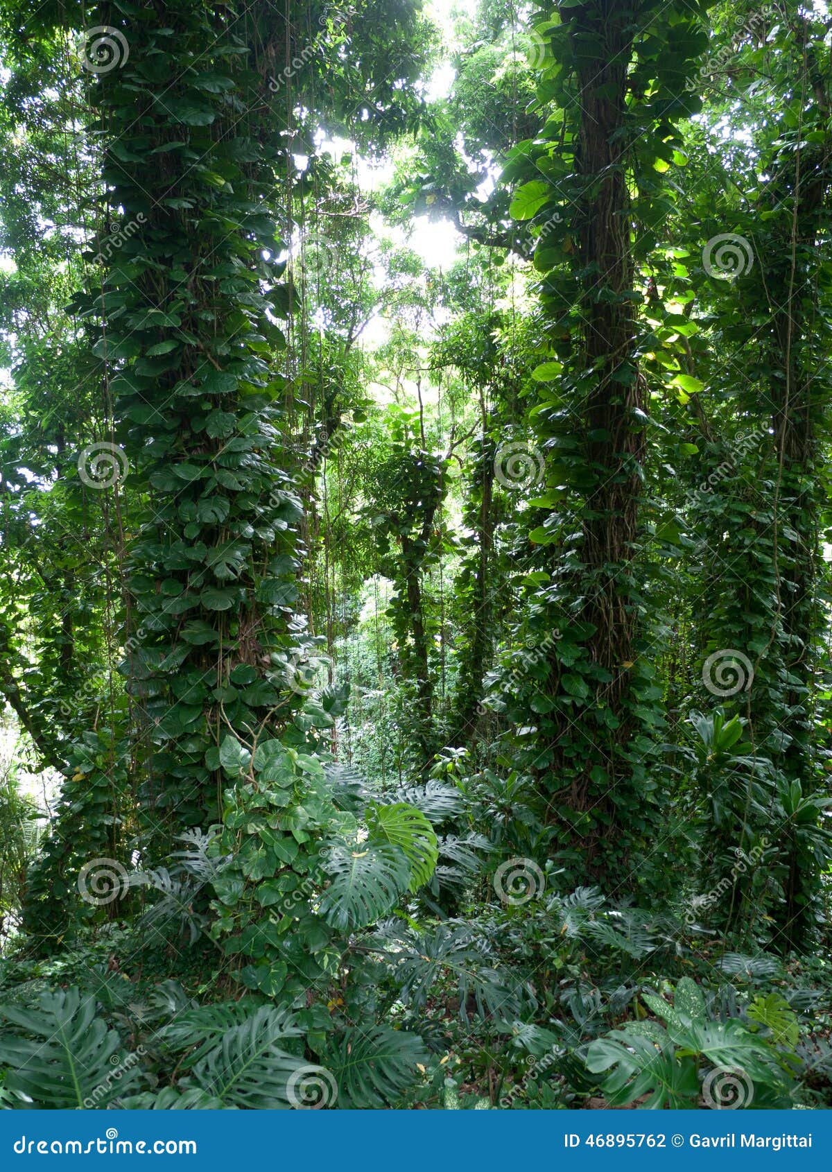 lush jungle like vegetation maui hawaii