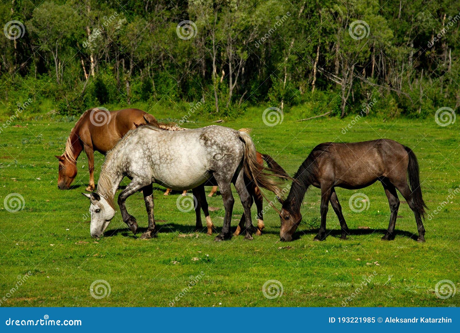 Lush Pastures of the Mountain Steppes Stock Image - Image of grazing ...