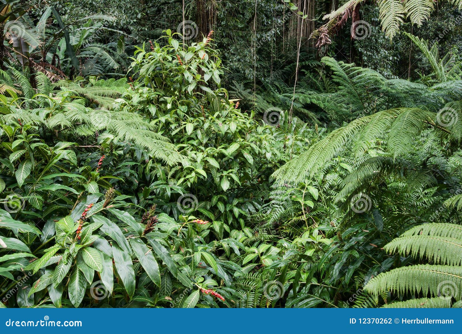 Lush rainforest on Hawaii stock photo. Image of close 12370262