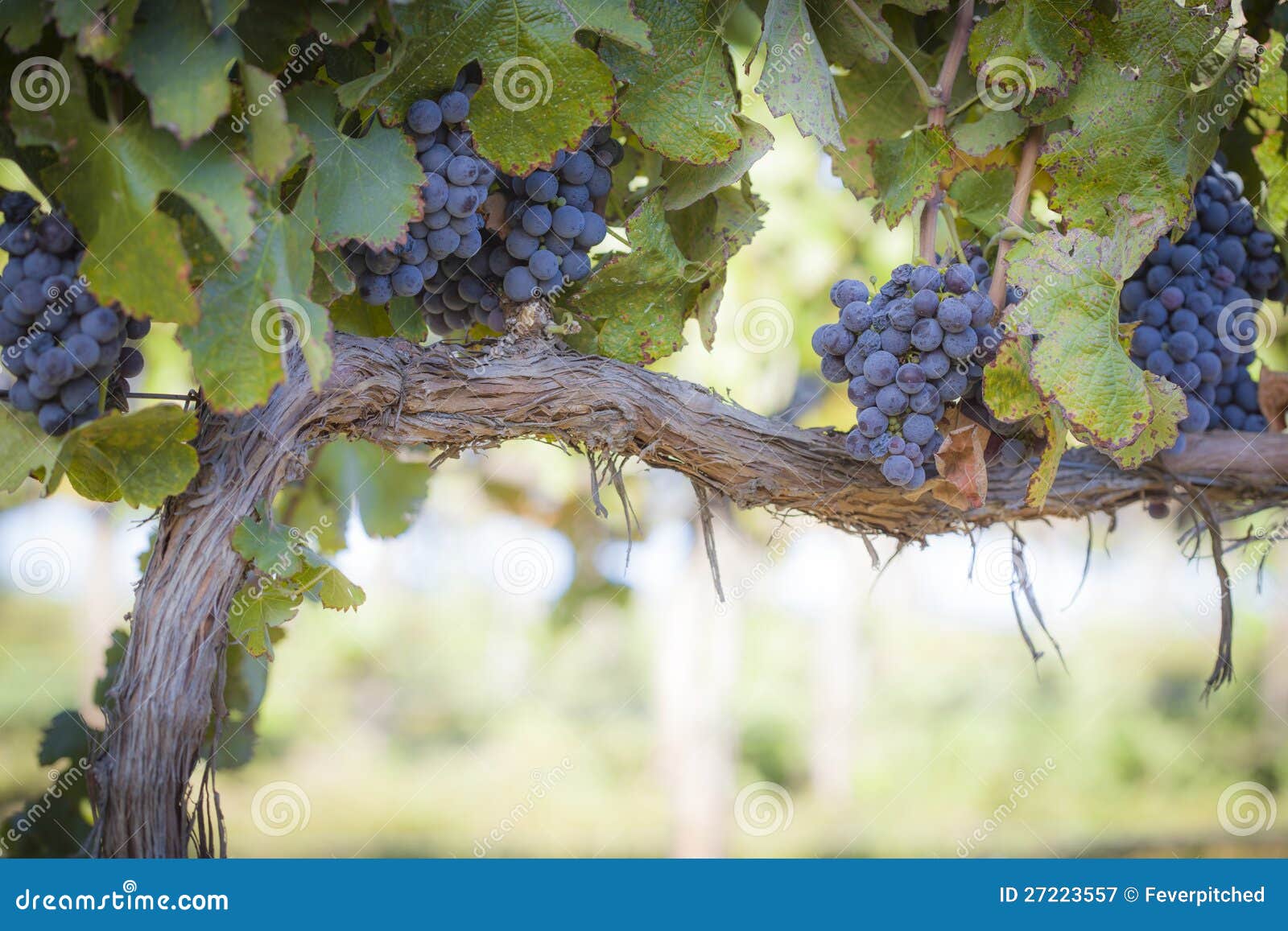lush, ripe wine grapes on the vine