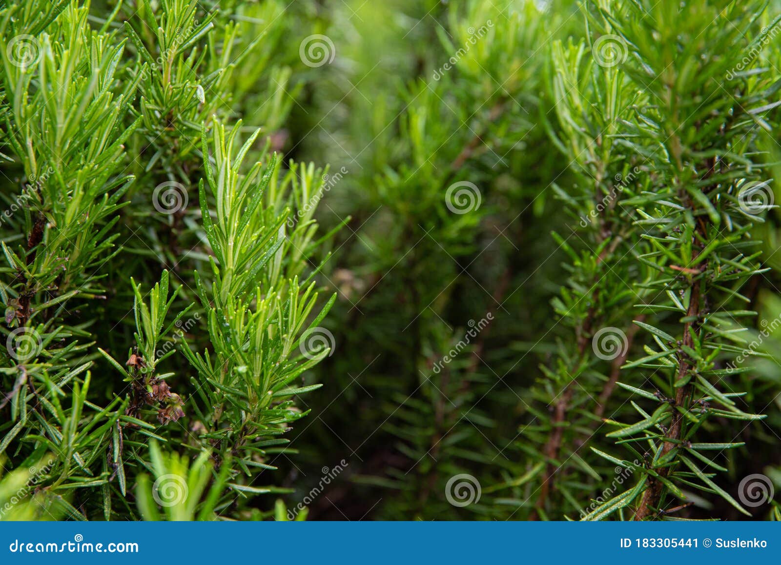 Lush Rosemary Bush with Young Shoots Stock Image Image of