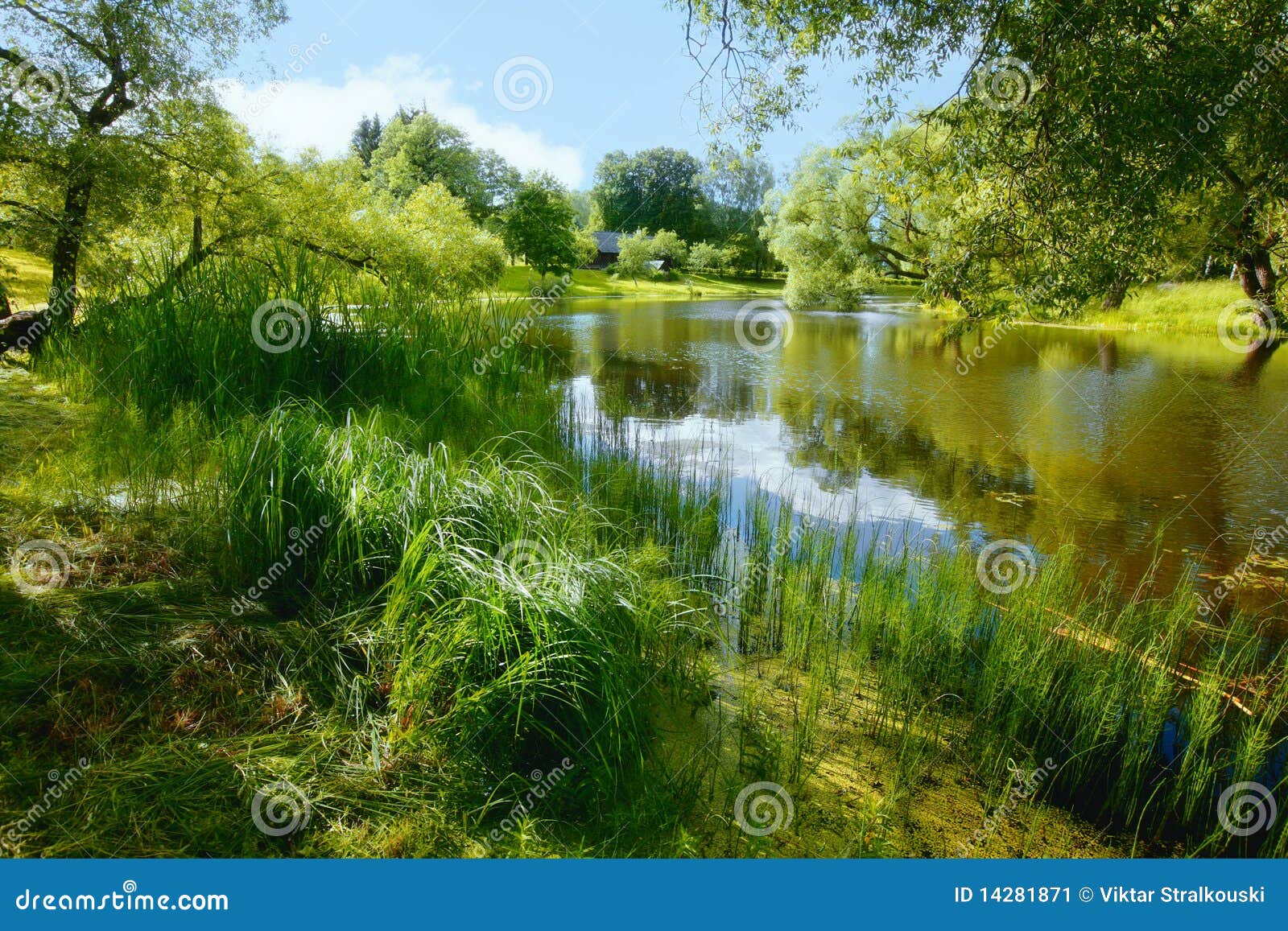 Lush Summer Vegetation by a Pond Stock Image Image of color, relax