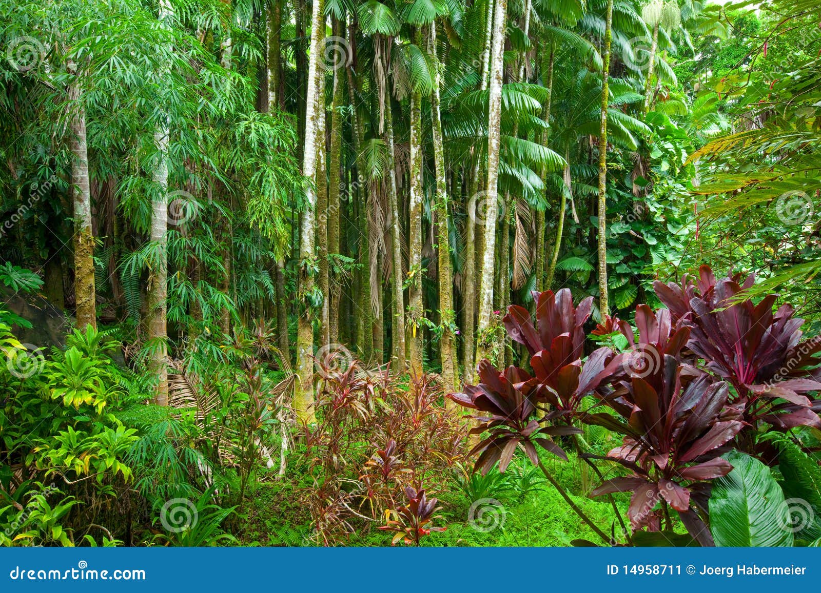 lush tropical rain forest